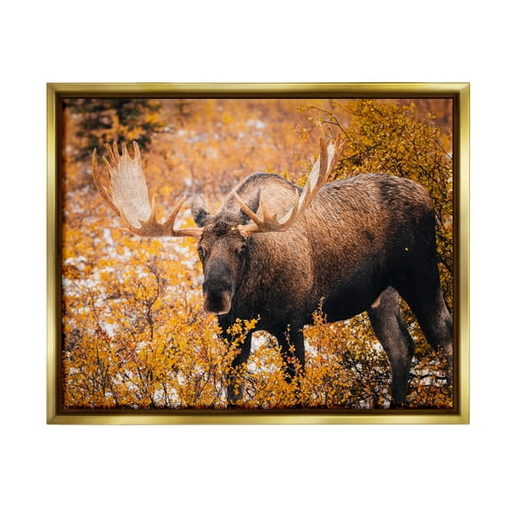 Stupell Industries Moose in Autumn Foliage Animals & Insects Photography Gold Floater Framed Canvas Art Print Wall Art, 21 x 17