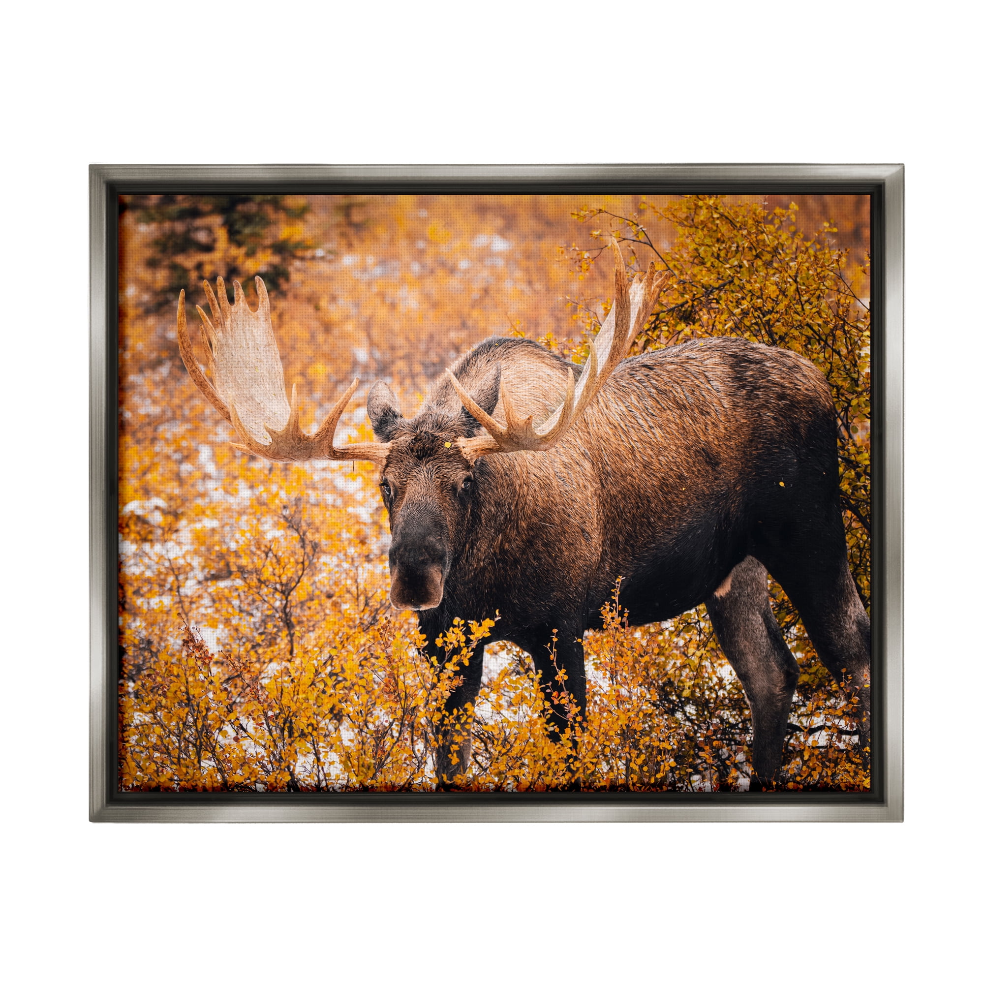 Stupell Industries Moose in Autumn Foliage Animals & Insects Photography Gray Floater Framed Canvas Art Print Wall Art, 31 x 25