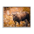 thumbnail image 1 of Stupell Industries Moose in Autumn Foliage Animals & Insects Photography Gray Framed Art Print Wall Art, 14 x 11, 1 of 9