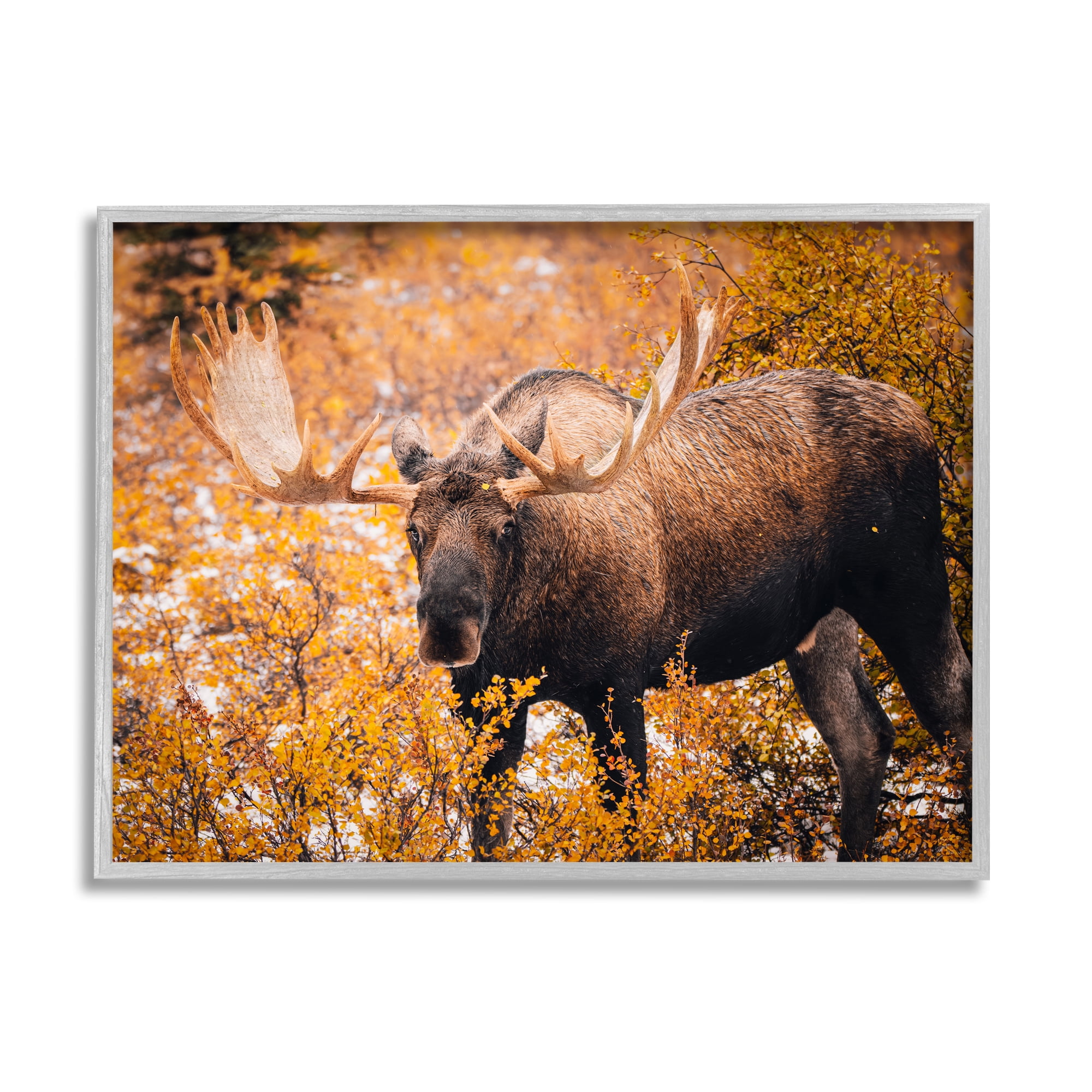 Stupell Industries Moose in Autumn Foliage Animals & Insects Photography Gray Framed Art Print Wall Art, 30 x 24