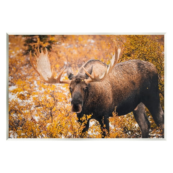 Stupell Industries Moose in Autumn Foliage Animals & Insects Photography Unframed Art Print Wall Art, 15 x 10