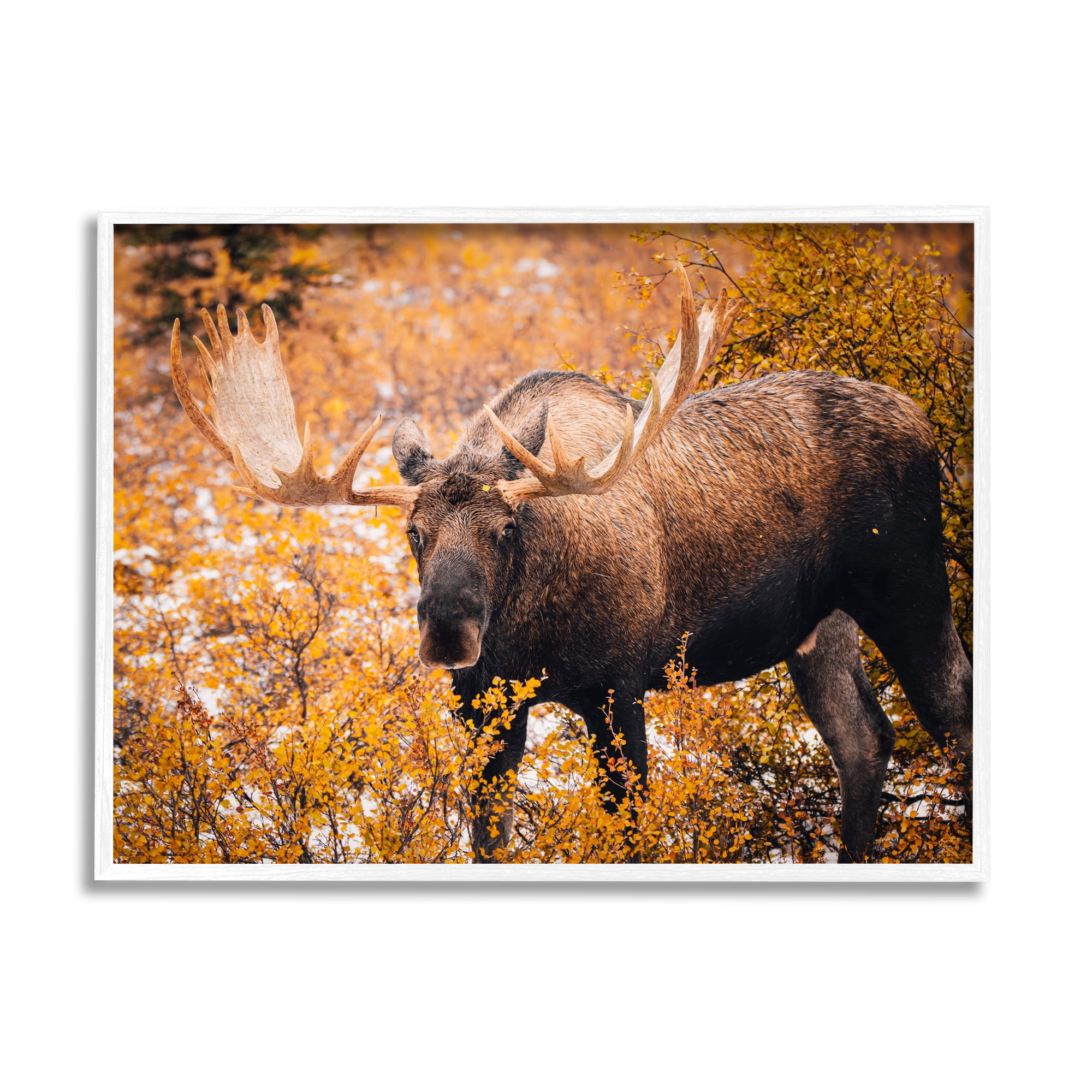 Stupell Industries Moose in Autumn Foliage Animals & Insects Photography White Framed Art Print Wall Art, 14 x 11