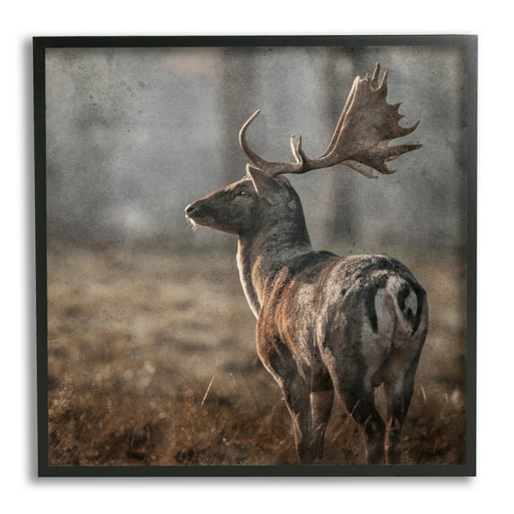 Stupell Industries Moose in Woodland Scene Animals & Insects Photography Black Framed Art Print Wall Art, 17 x 17