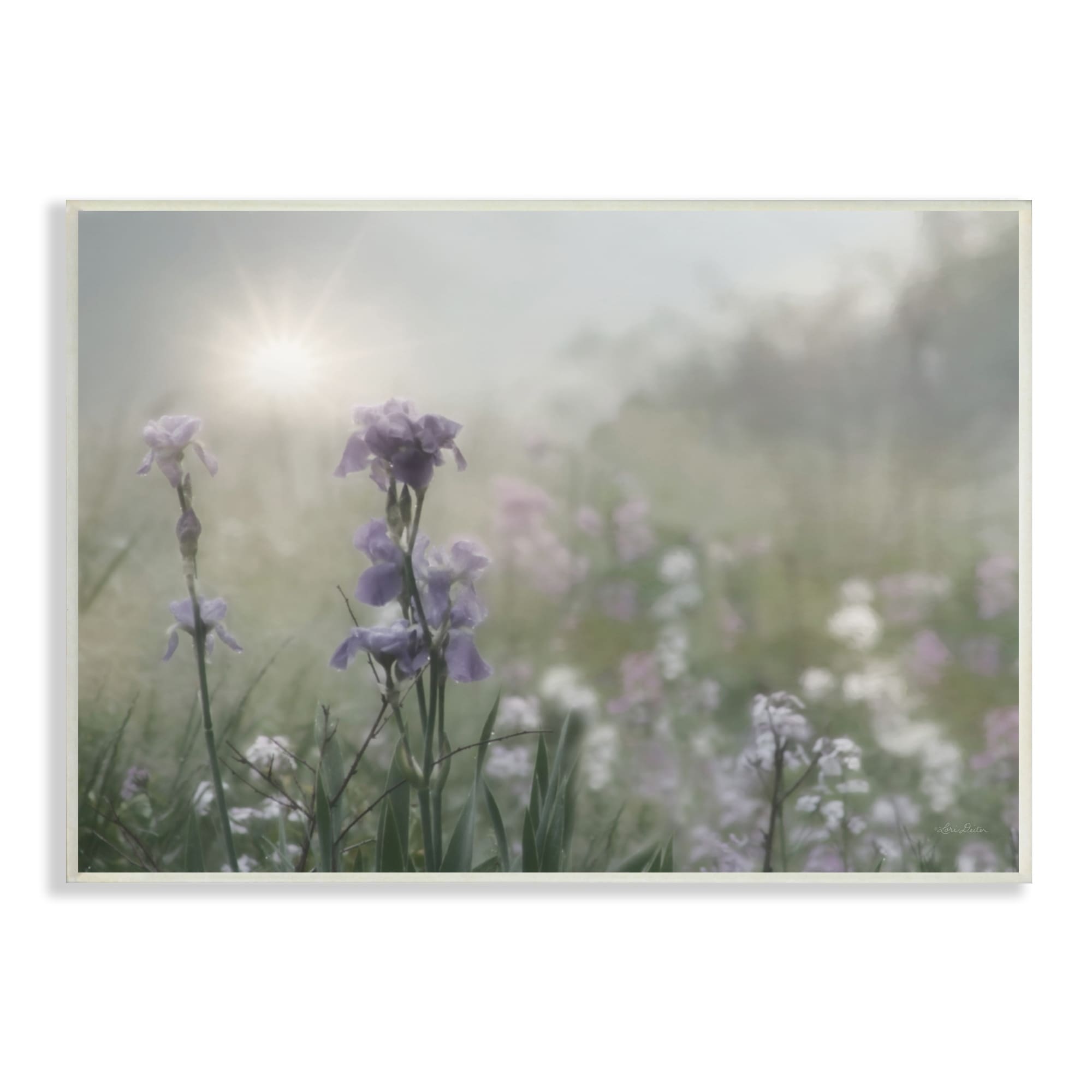 Stupell Industries Morning Violet Field Blooming Sung Glare Photography, 15 x 10,Design by Lori Deiter