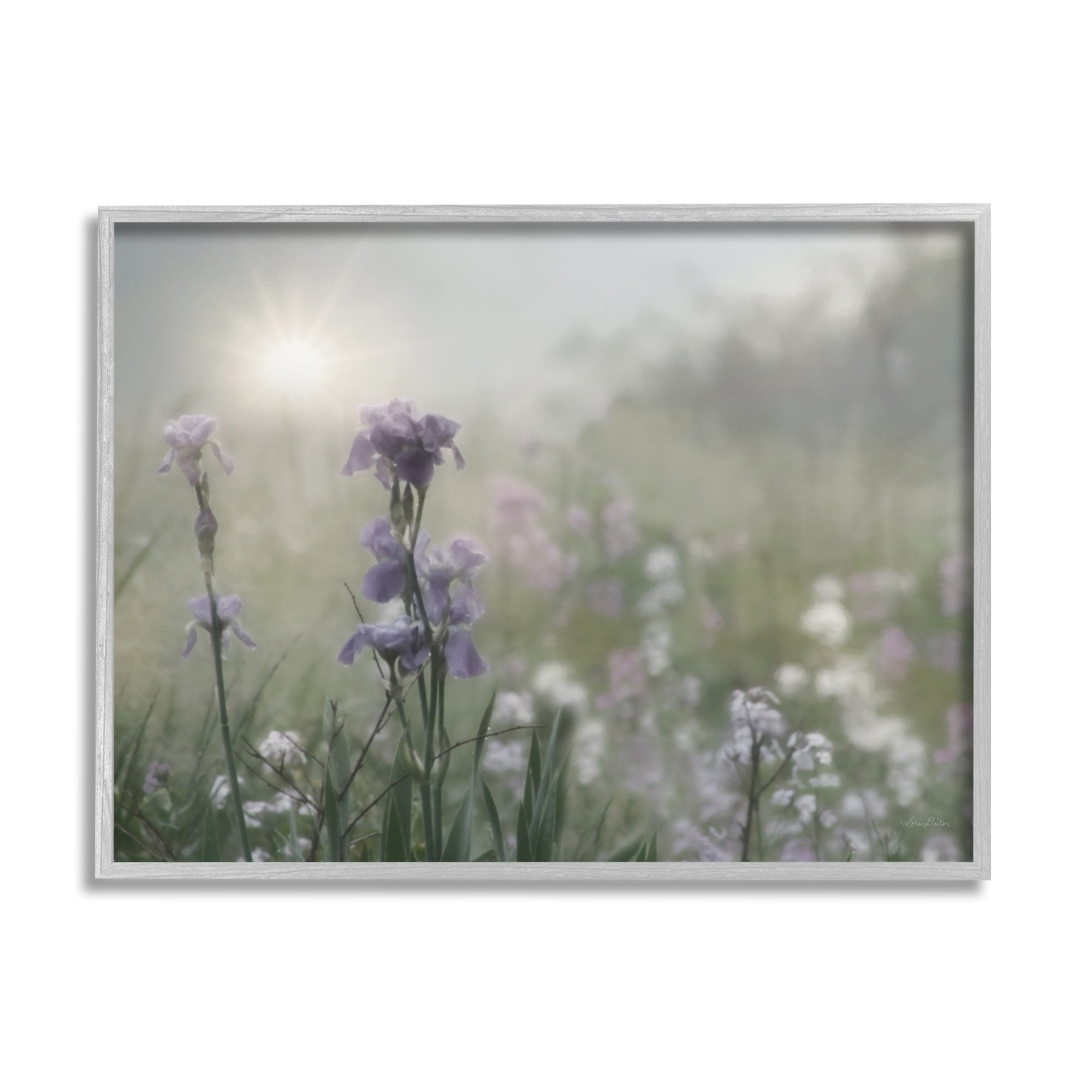 Stupell Industries Morning Violet Field Blooming Sung Glare Photography Gray Framed Art Print Wall Art, 30x24, by Lori Deiter