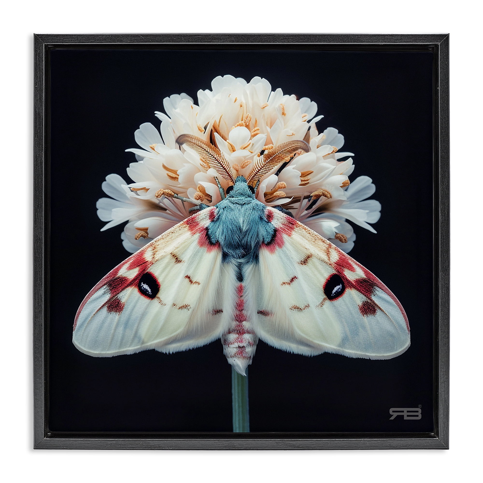 Stupell Industries Moth & White Flowers Animals & Insects Painting Black Floater Framed Canvas Art Print Wall Art, 25 x 25