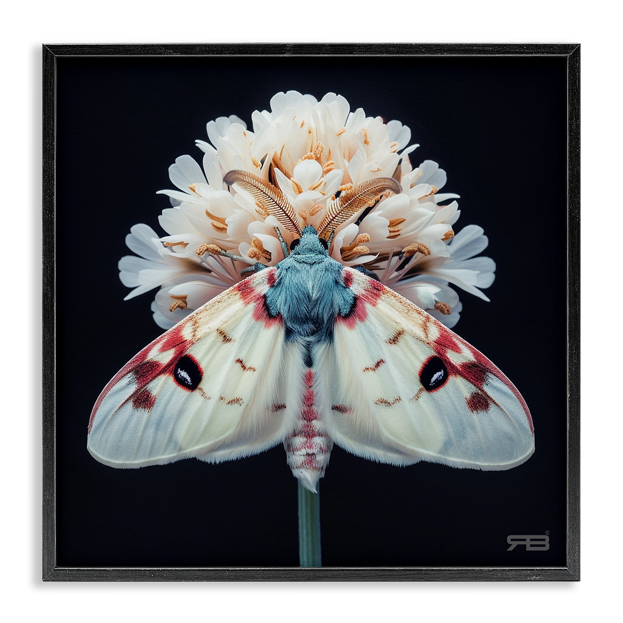 Stupell Industries Moth & White Flowers Animals & Insects Painting Black Framed Art Print Wall Art, 24 x 24