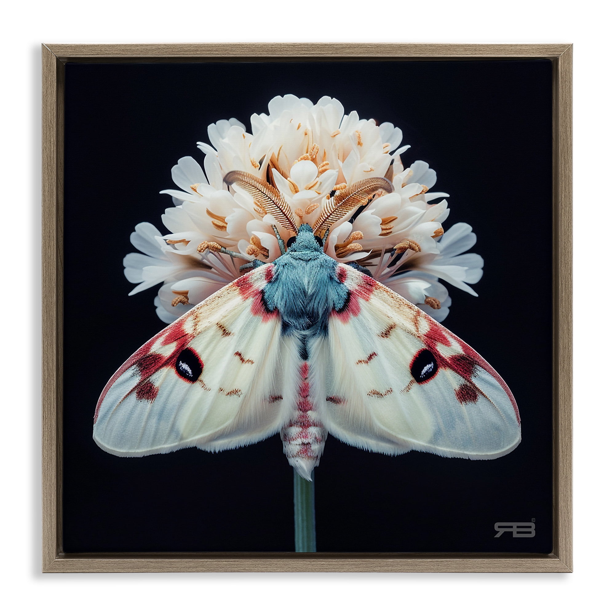 Stupell Industries Moth & White Flowers Animals & Insects Painting Brown Floater Framed Canvas Art Print Wall Art, 18 x 18