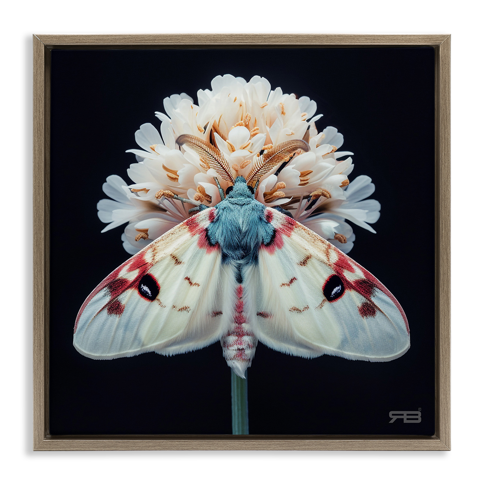 Stupell Industries Moth & White Flowers Animals & Insects Painting Brown Floater Framed Canvas Art Print Wall Art, 25 x 25