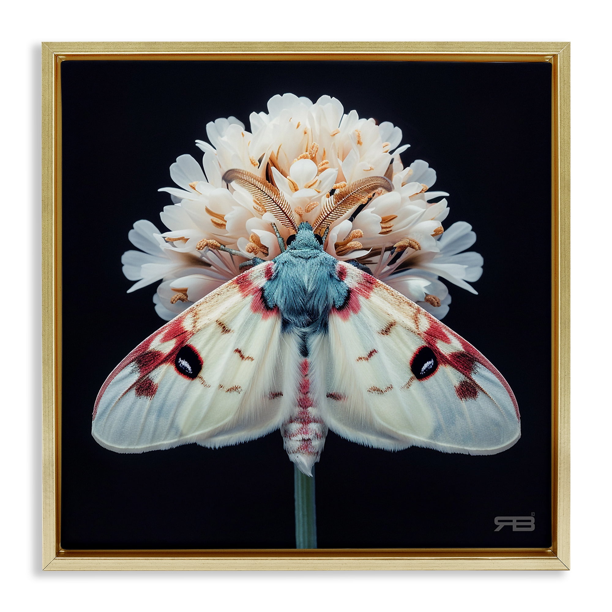 Stupell Industries Moth & White Flowers Animals & Insects Painting Gold Floater Framed Canvas Art Print Wall Art, 18 x 18