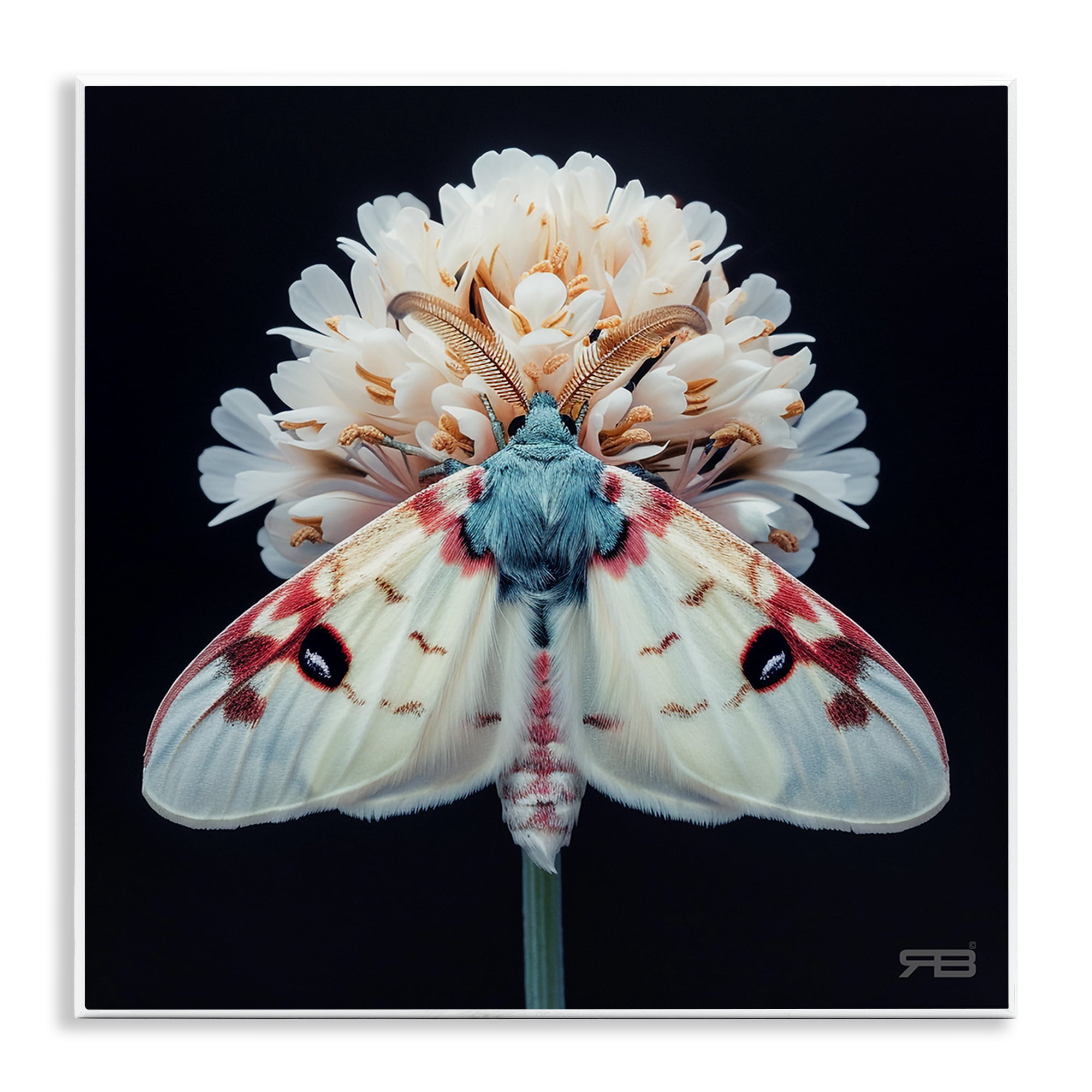 Stupell Industries Moth & White Flowers Animals & Insects Painting Unframed Art Print Wall Art, 12 x 12