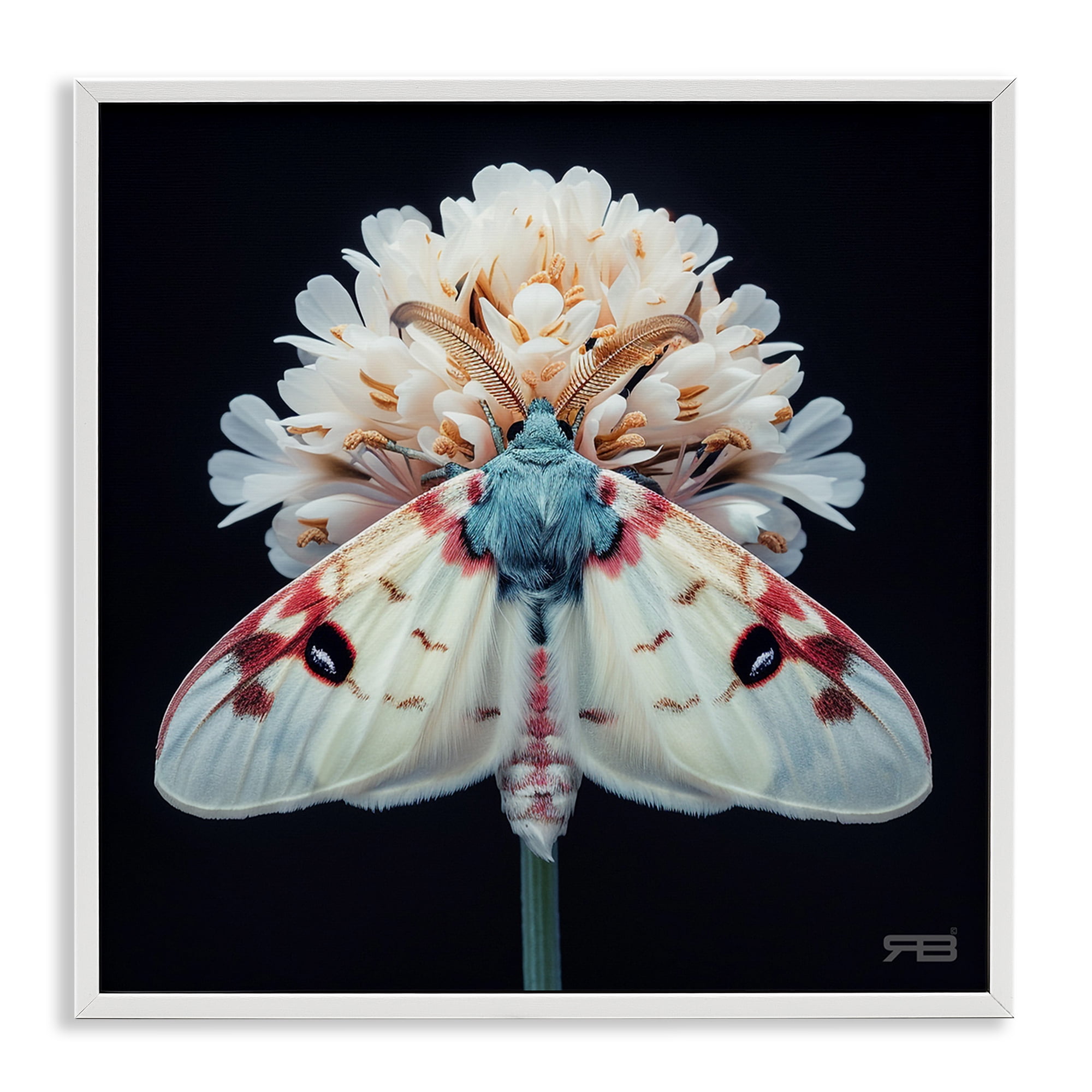 Stupell Industries Moth & White Flowers Animals & Insects Painting White Framed Art Print Wall Art, 24 x 24