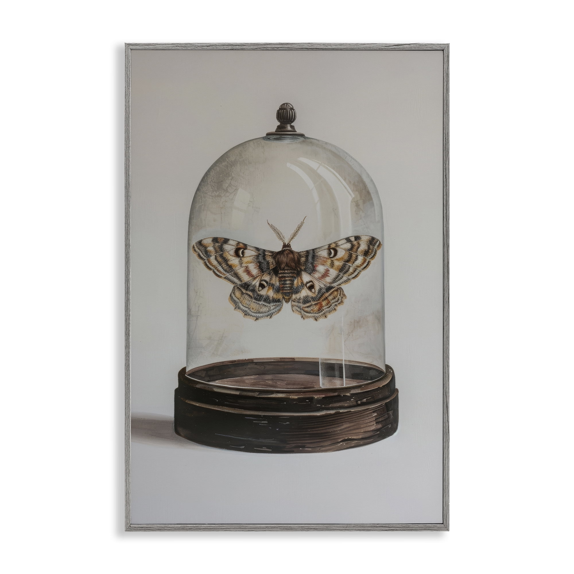 Stupell Industries Moth in Glass Cloche Animals Painting Gray Framed Art Print Wall Art, 20 x 30