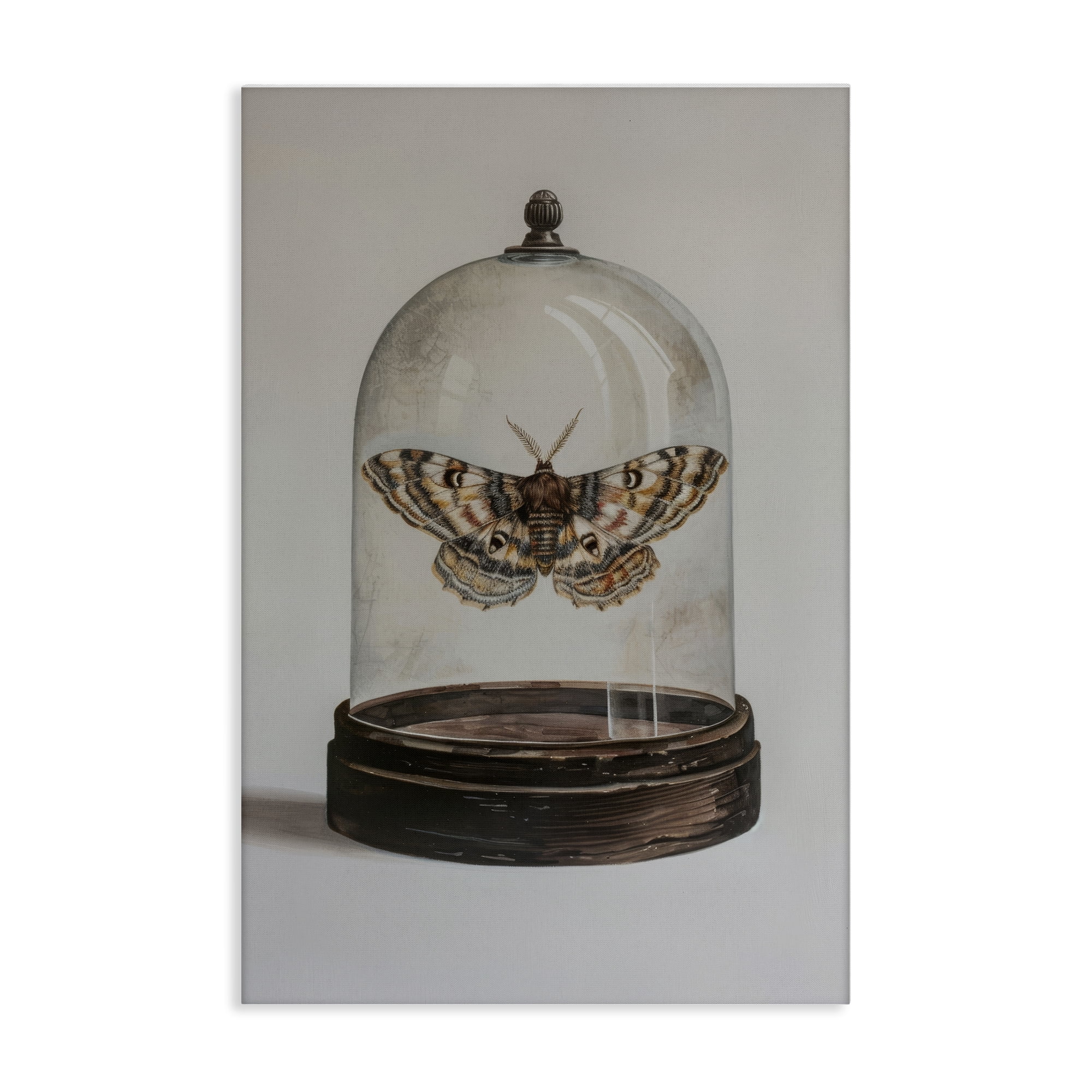 Stupell Industries Moth in Glass Cloche Animals Painting Wrapped Canvas Art Print Wall Art, 24 x 36
