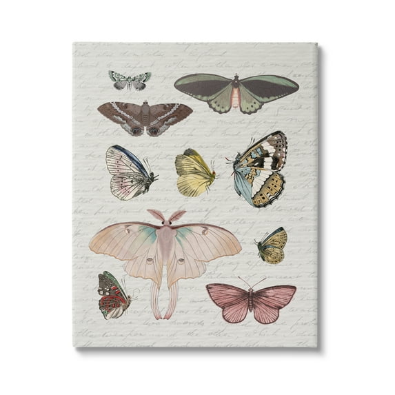 Stupell Industries Moths & Butterflies Vintage Animals & Insects Painting Gallery Wrapped Canvas Art Print Wall Art, 24 x 30