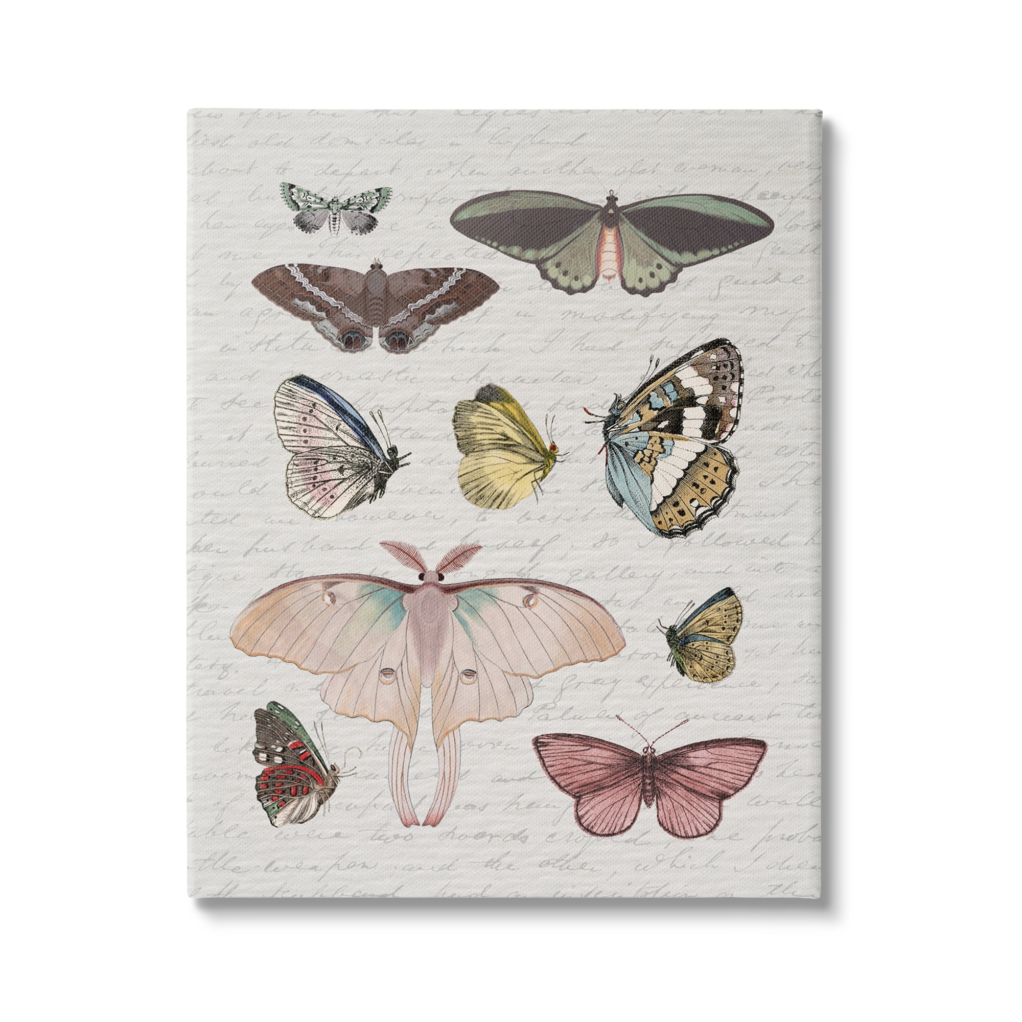 Stupell Industries Moths & Butterflies Vintage Animals & Insects Painting Gallery Wrapped Canvas Art Print Wall Art, 36 x 48
