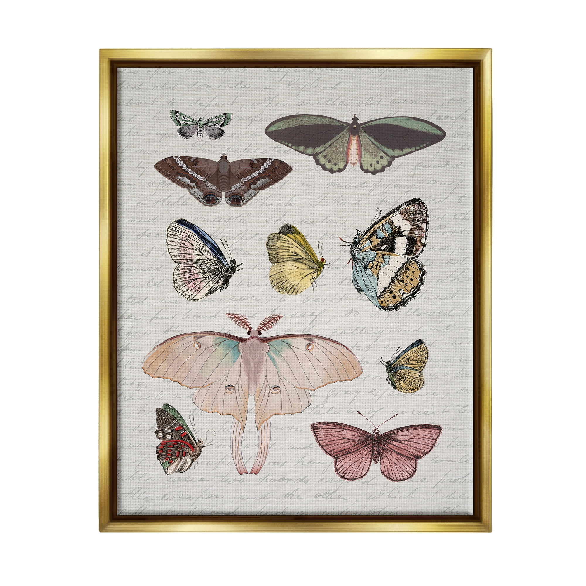 Stupell Industries Moths & Butterflies Vintage Animals & Insects Painting Gold Floater Framed Canvas Art Print Wall Art, 25 x 31