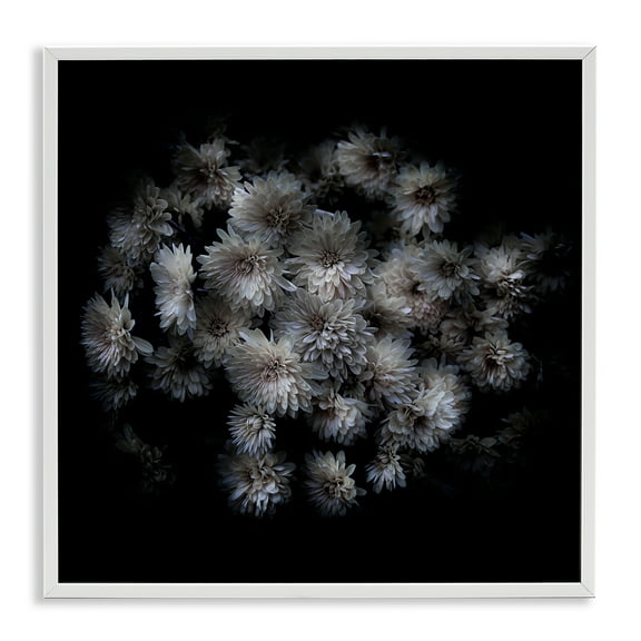 Stupell Industries Mum Bundle on Black Plants & Flowers Photography White Framed Art Print Wall Art, 12 x 12