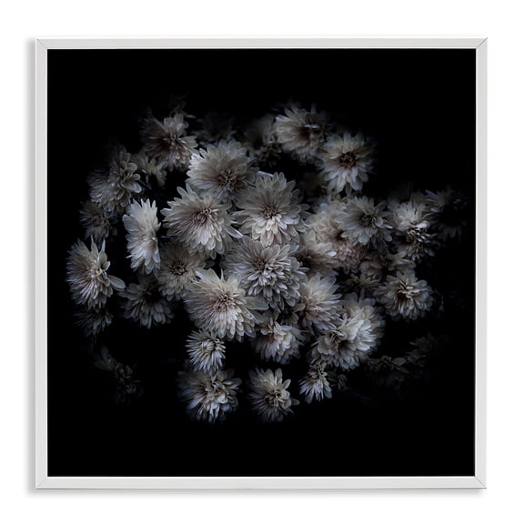 Stupell Industries Mum Bundle on Black Plants & Flowers Photography White Framed Art Print Wall Art, 24 x 24