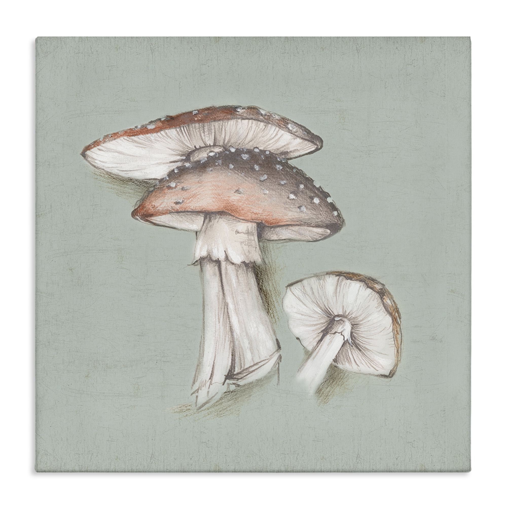 Stupell Industries Mushroom Bunch Drawing Plants & Flowers Painting Wrapped Canvas Art Print Wall Art, 17 x 17