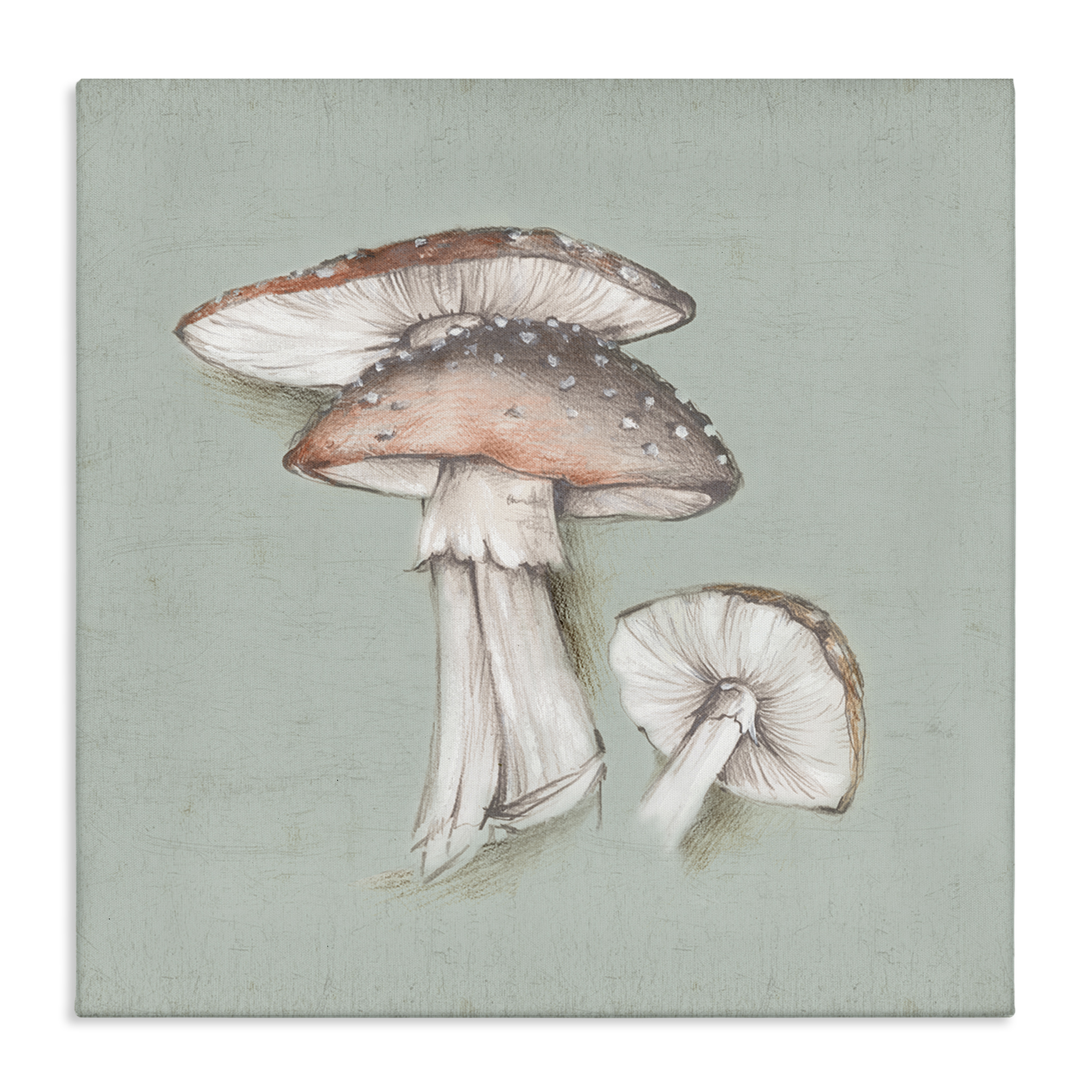 Stupell Industries Mushroom Bunch Drawing Plants & Flowers Painting Wrapped Canvas Art Print Wall Art, 36 x 36