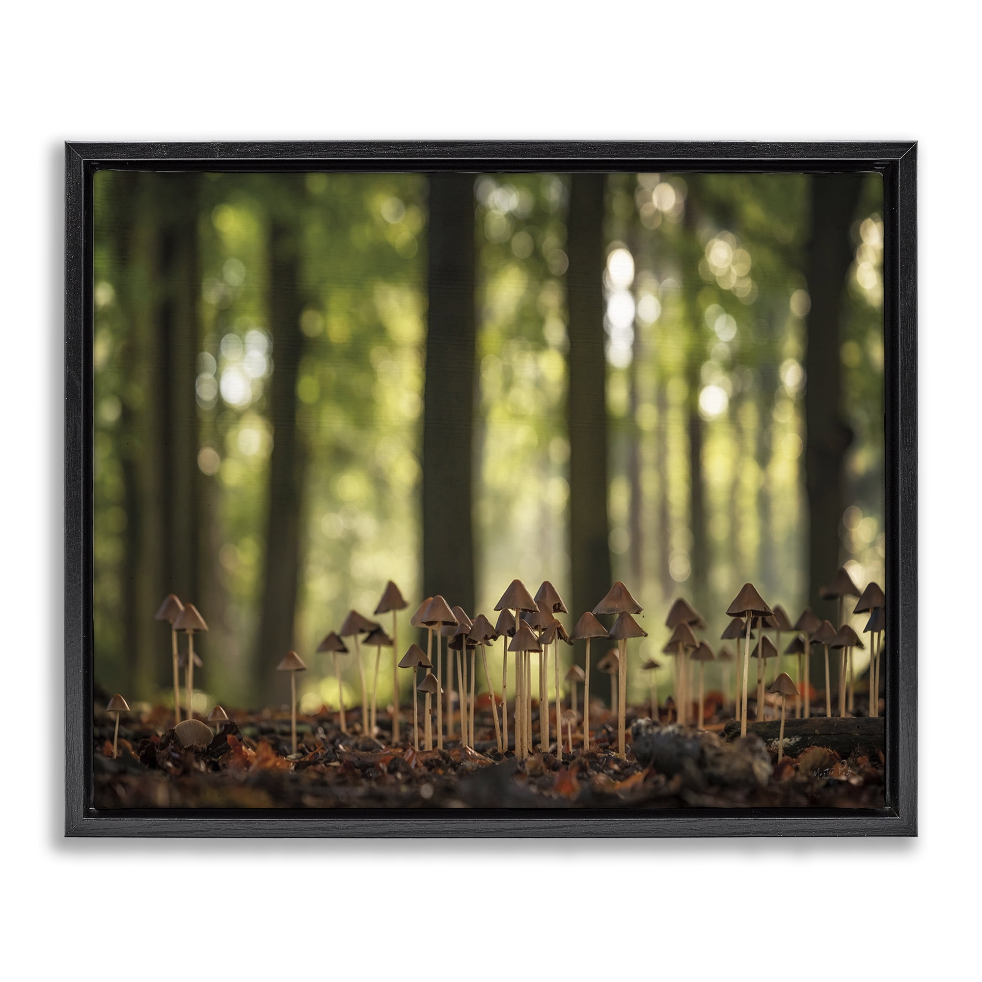 Stupell Industries Mushroom Sprouts in Forest Botanical & Floral Photography Black Floater Framed Art Print Wall Art, 31 x 25