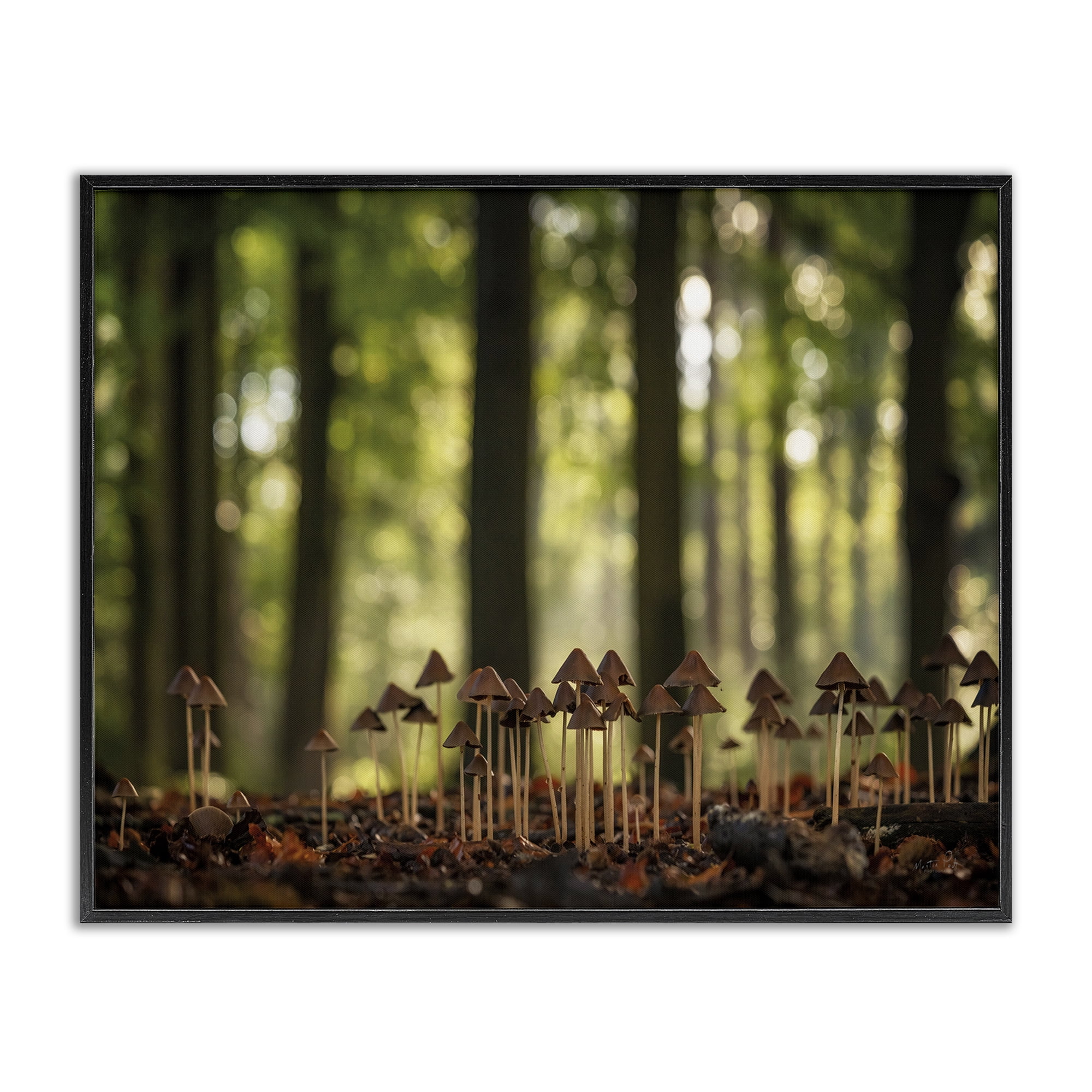 Stupell Industries Mushroom Sprouts in Forest Botanical & Floral Photography Black Framed Art Print Wall Art, 30 x 24