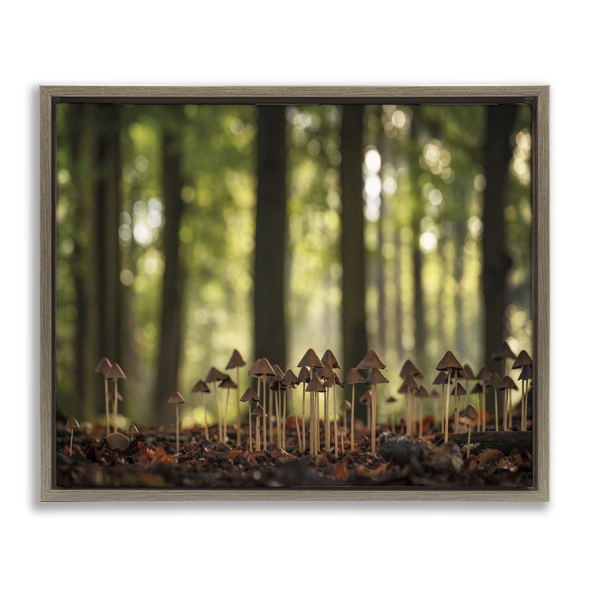 Stupell Industries Mushroom Sprouts in Forest Botanical & Floral Photography Brown Floater Framed Art Print Wall Art, 31 x 25