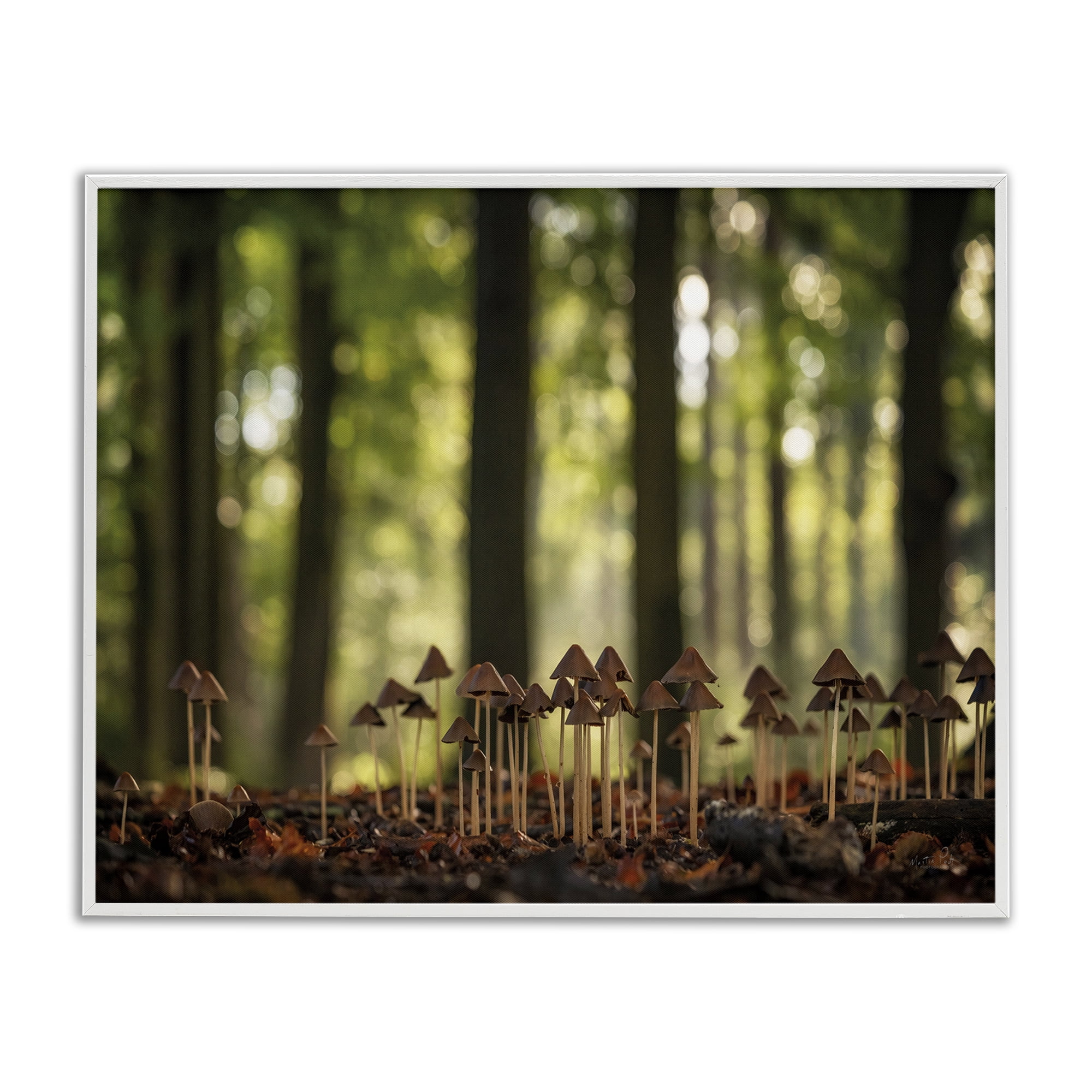 Stupell Industries Mushroom Sprouts in Forest Botanical & Floral Photography White Framed Art Print Wall Art, 14 x 11