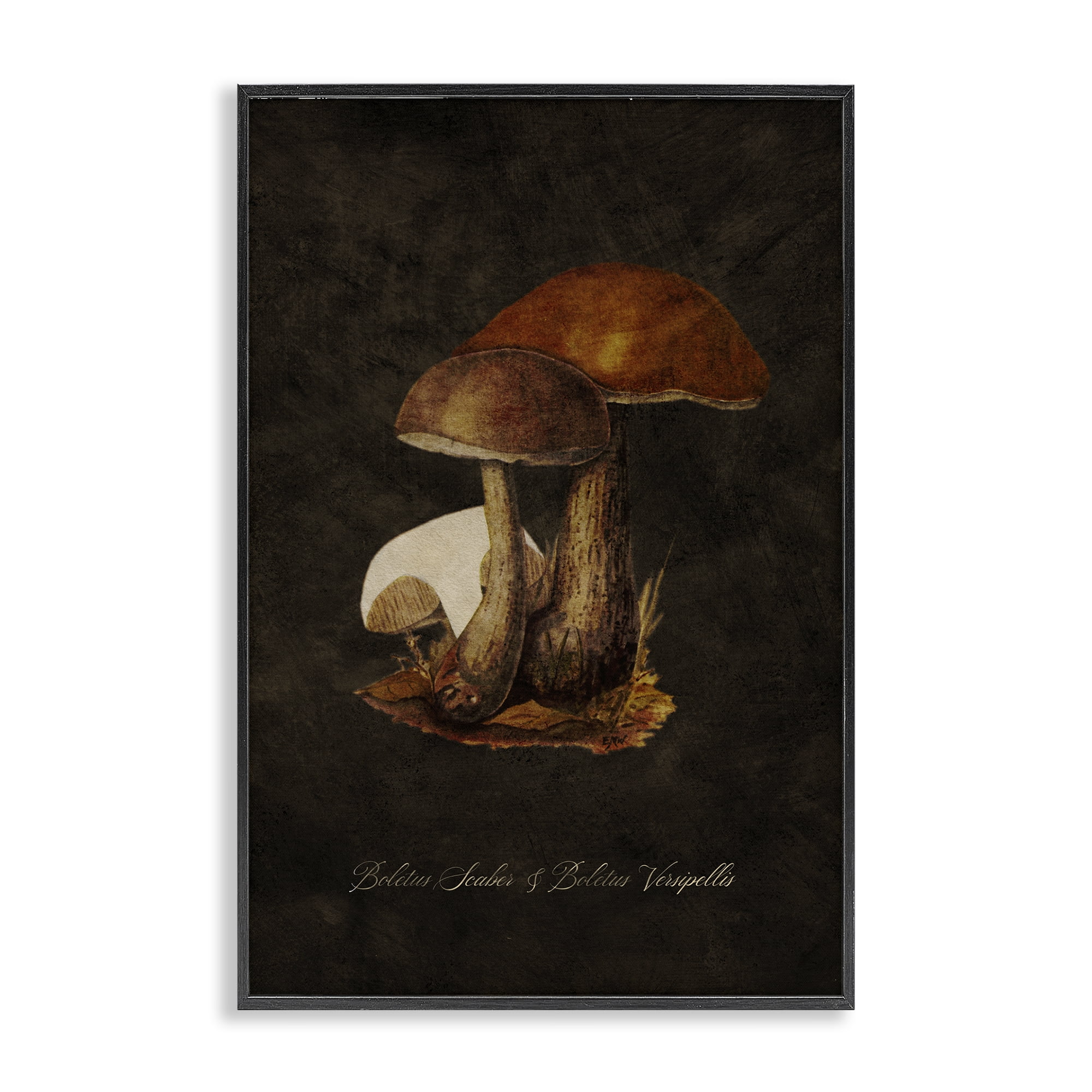 Stupell Industries Mushroom Types Study Plants & Flowers Painting Black Framed Art Print Wall Art, 20 x 30