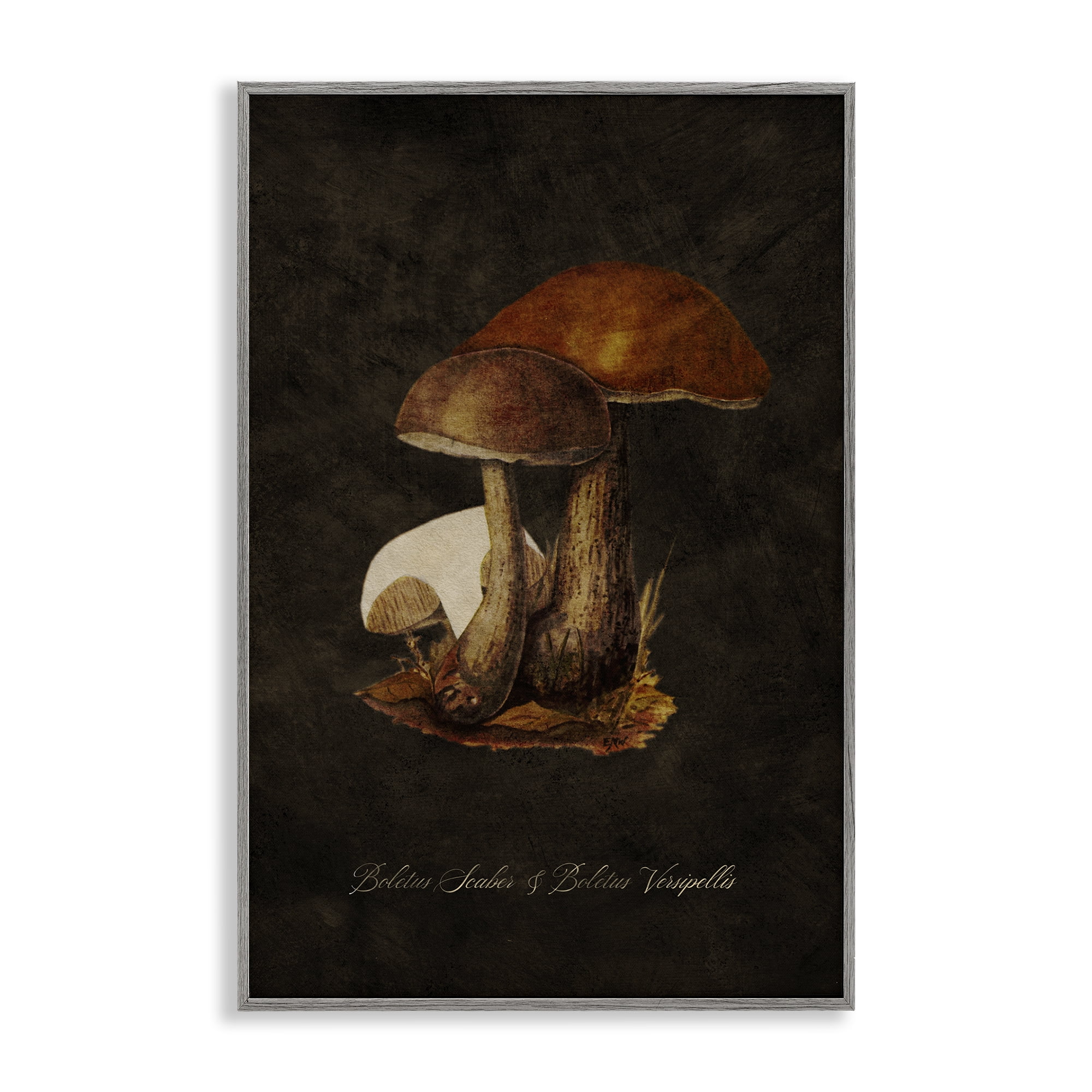Stupell Industries Mushroom Types Study Plants & Flowers Painting Gray Framed Art Print Wall Art, 12 x 18