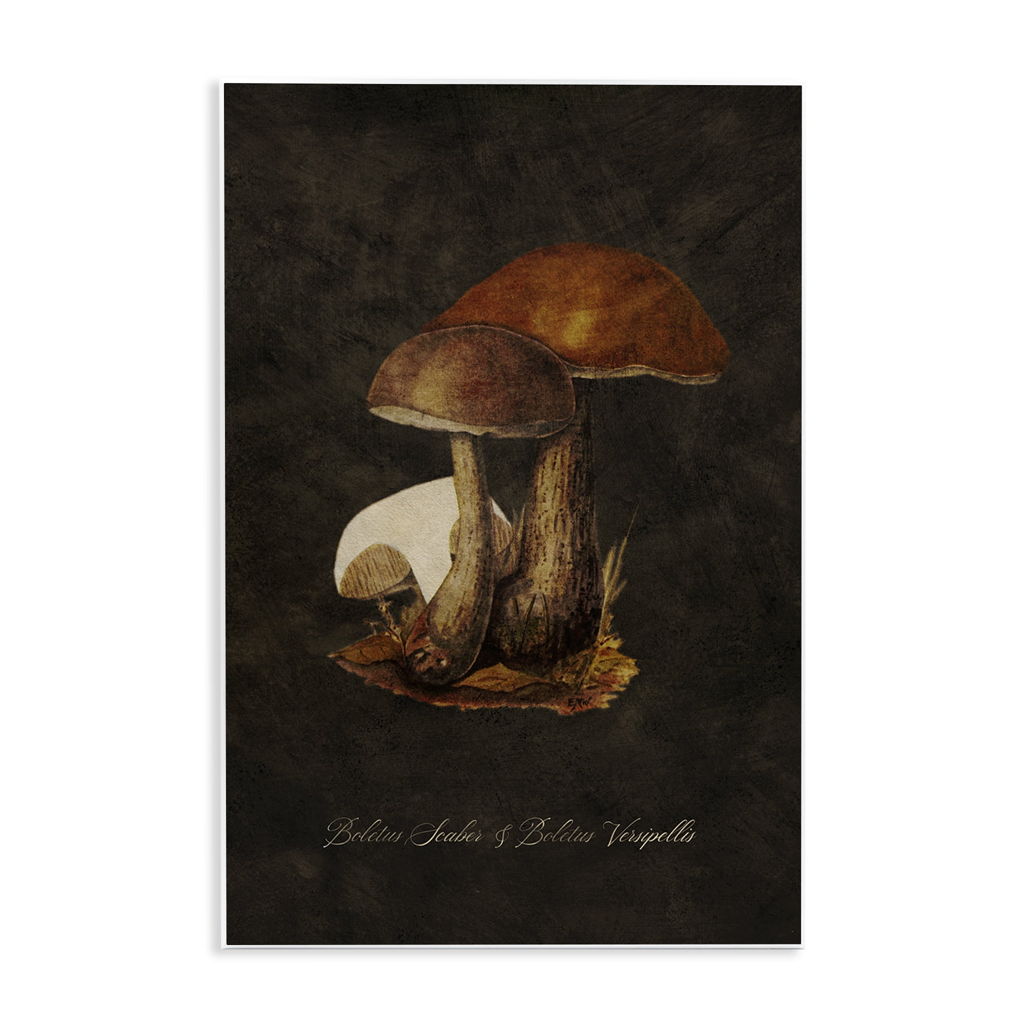 Stupell Industries Mushroom Types Study Plants & Flowers Painting Unframed Art Print Wall Art, 10 x 15