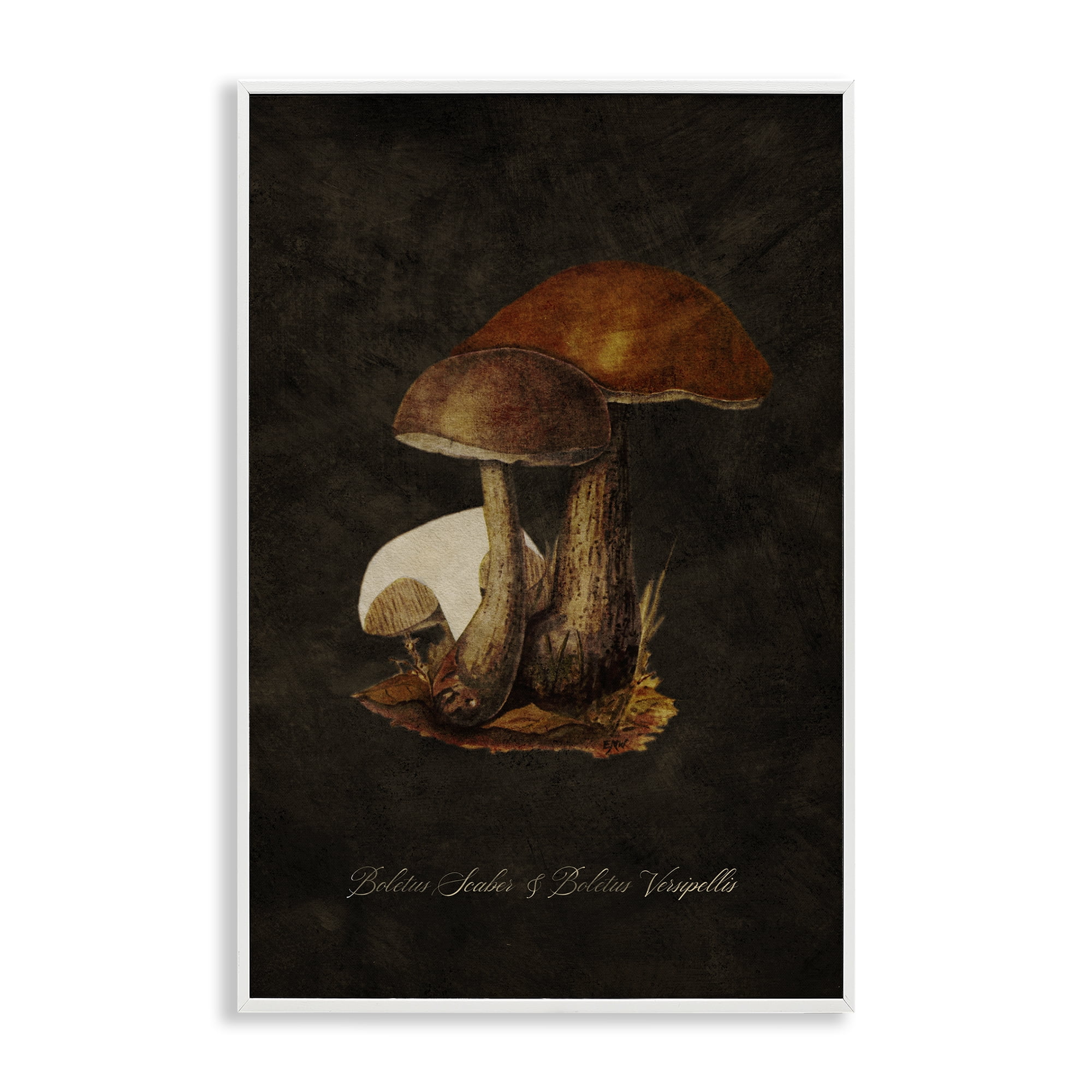 Stupell Industries Mushroom Types Study Plants & Flowers Painting White Framed Art Print Wall Art, 12 x 18