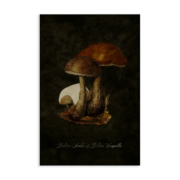 Stupell Industries Mushroom Types Study Plants & Flowers Painting Wrapped Canvas Art Print Wall Art, 16 x 24