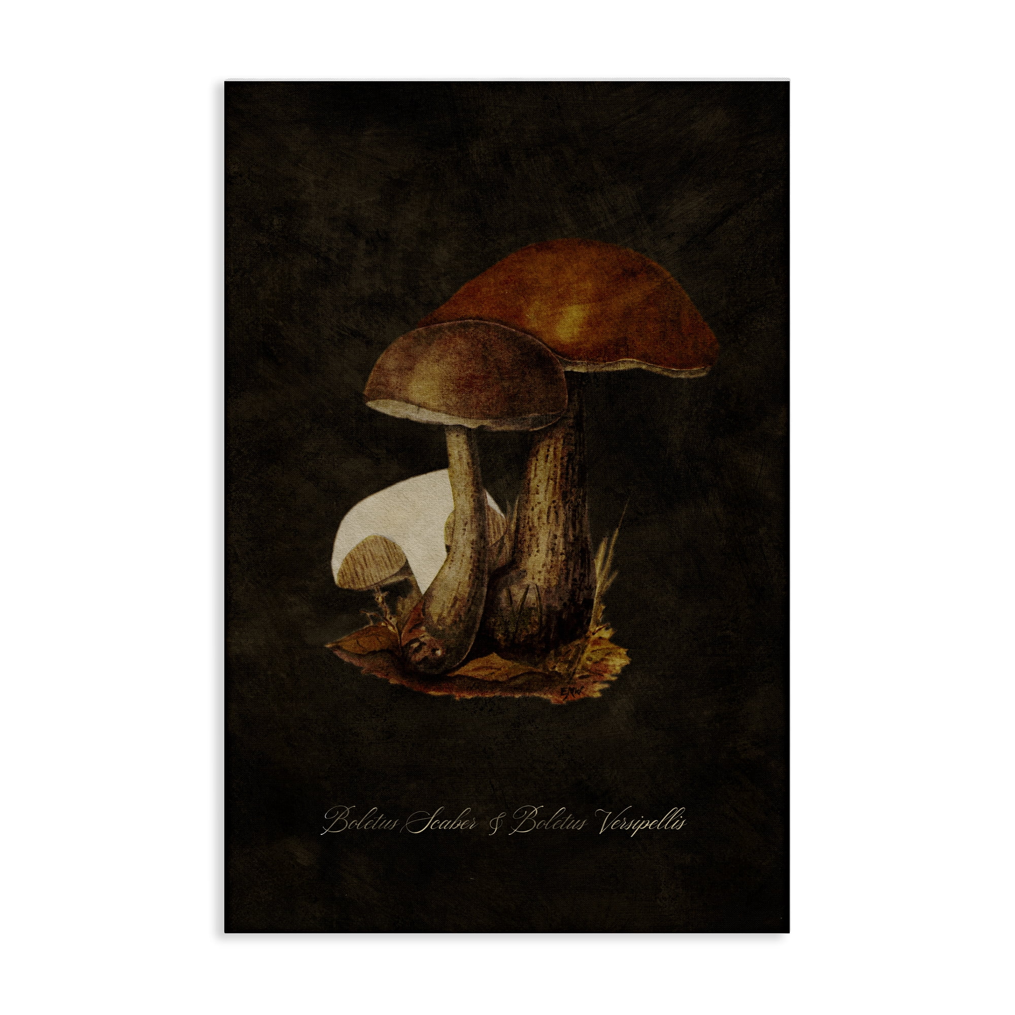 Stupell Industries Mushroom Types Study Plants & Flowers Painting Wrapped Canvas Art Print Wall Art, 30 x 45
