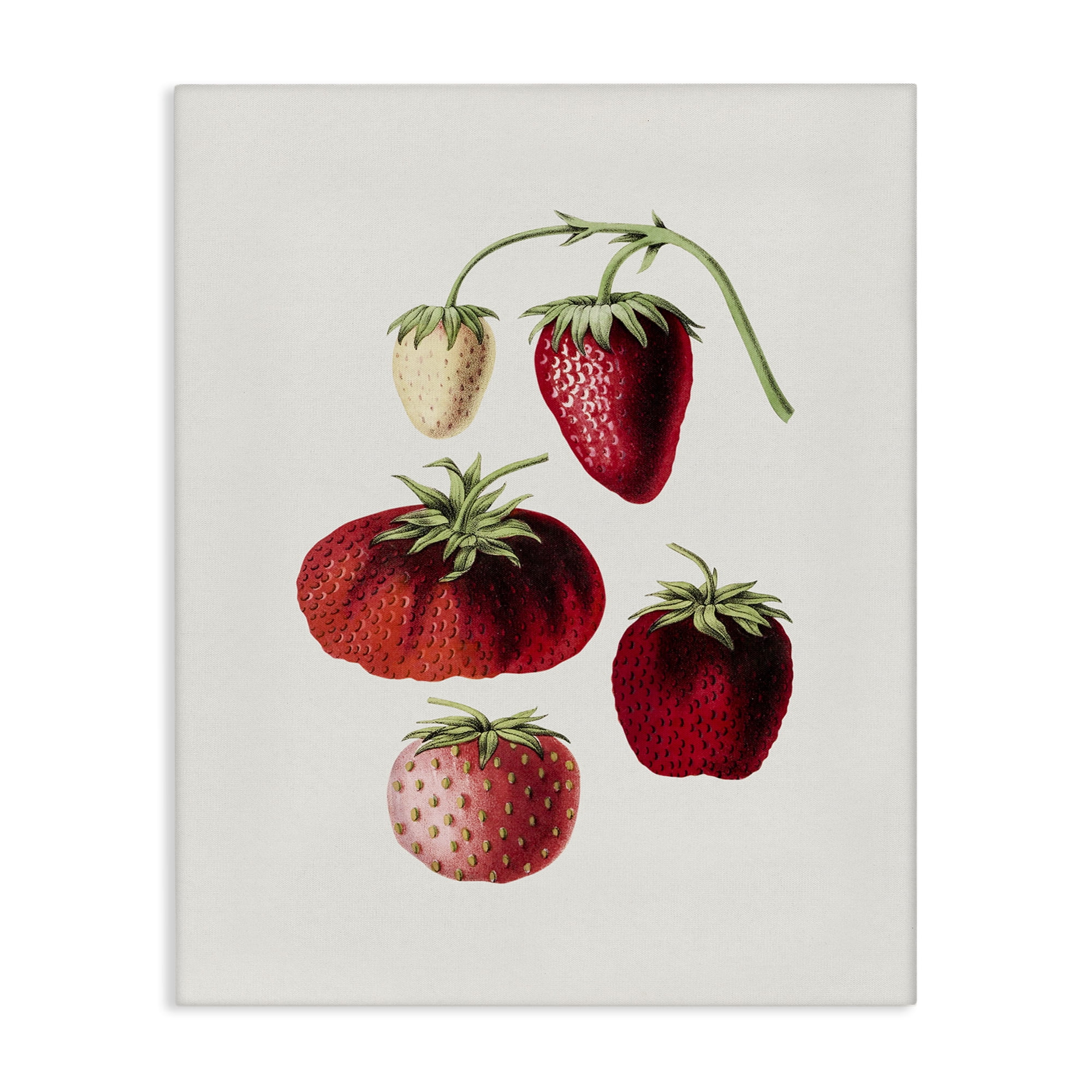 Stupell Industries Natural Berries Study Food & Beverage Painting Gallery Wrapped Canvas Art Print Wall Art, 30 x 40