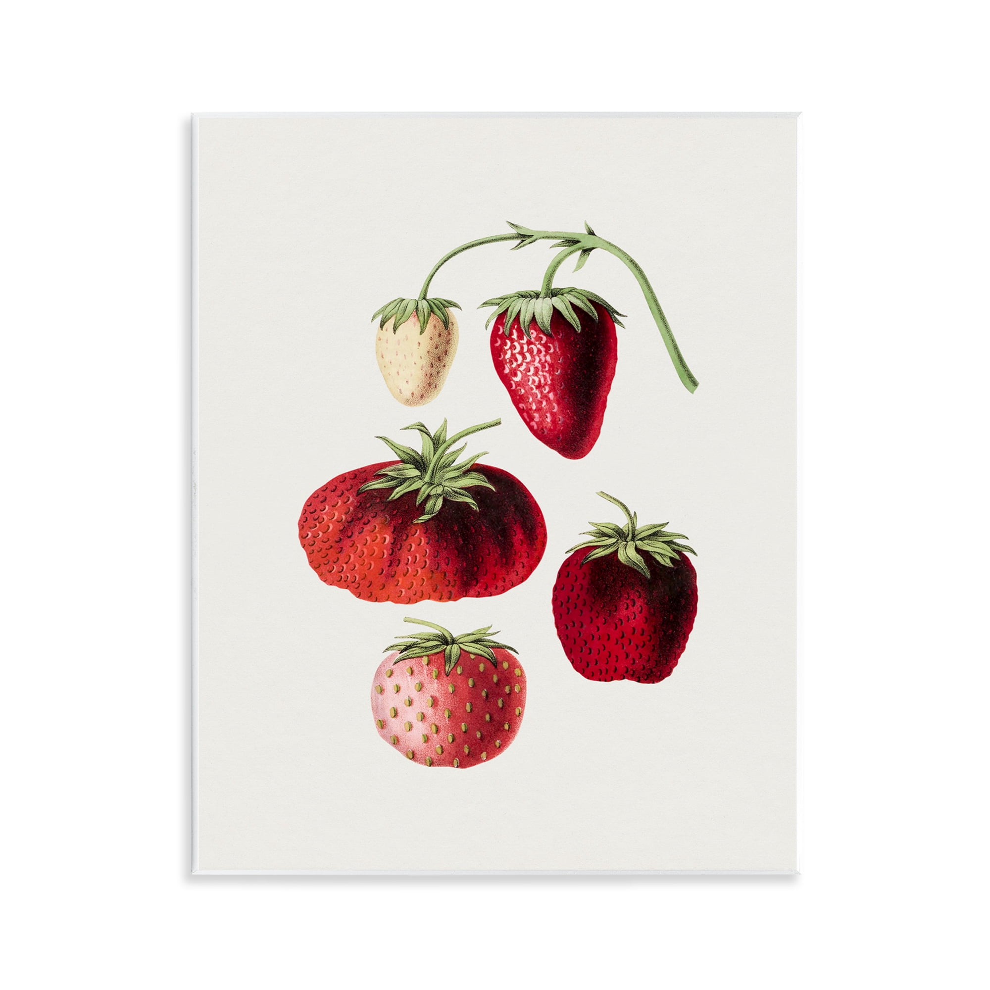 Stupell Industries Natural Berries Study Food & Beverage Painting Unframed Art Print Wall Art, 11 x 14