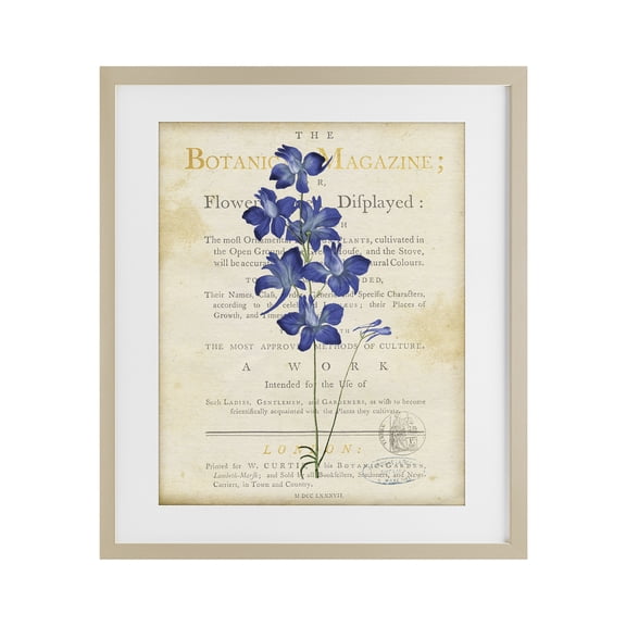 Stupell Industries Natural Botanic Garden Flower Birch Framed Print Under Glass, design by Susan Arnot