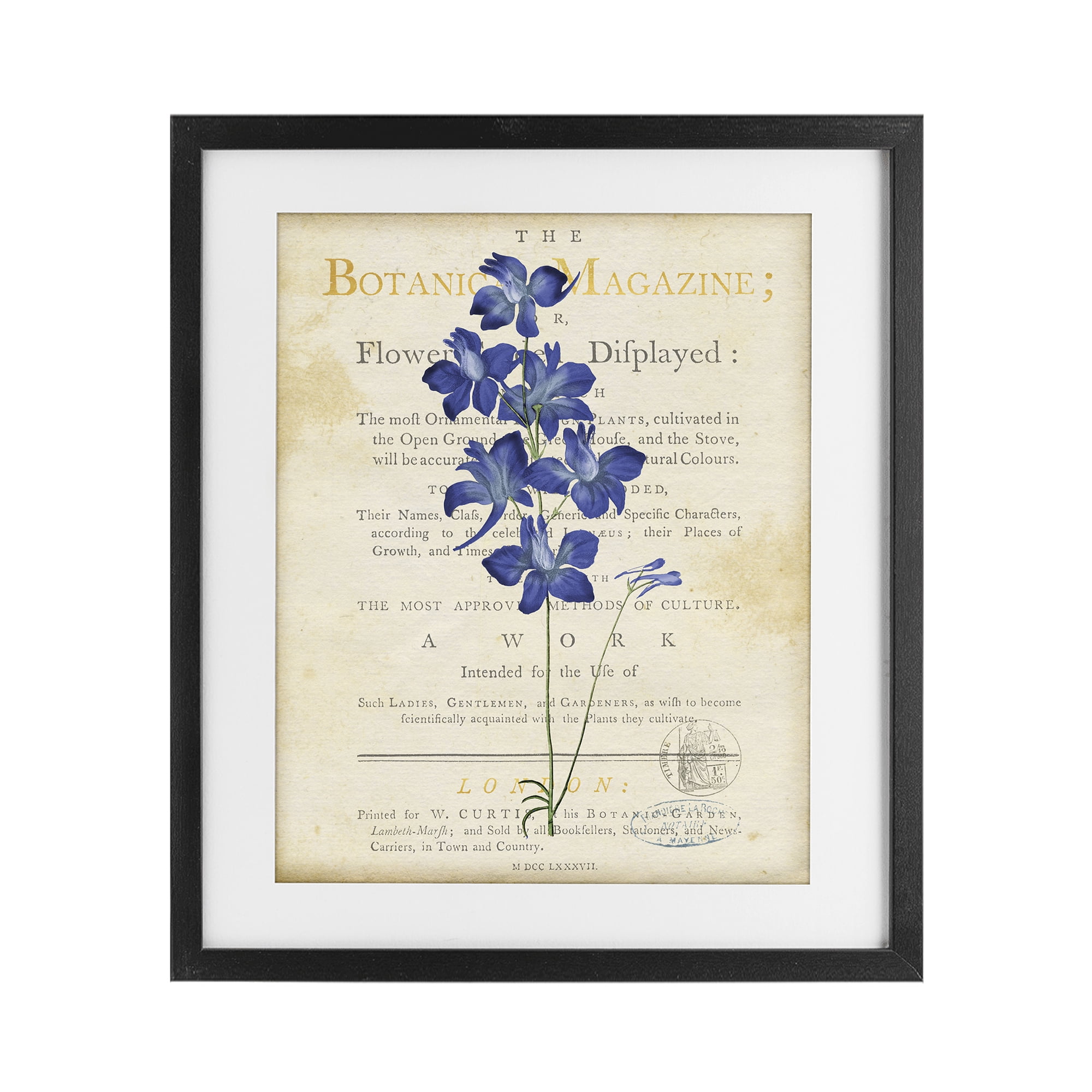 Stupell Industries Natural Botanic Garden Flower Black Framed Print Under Glass, design by Susan Arnot