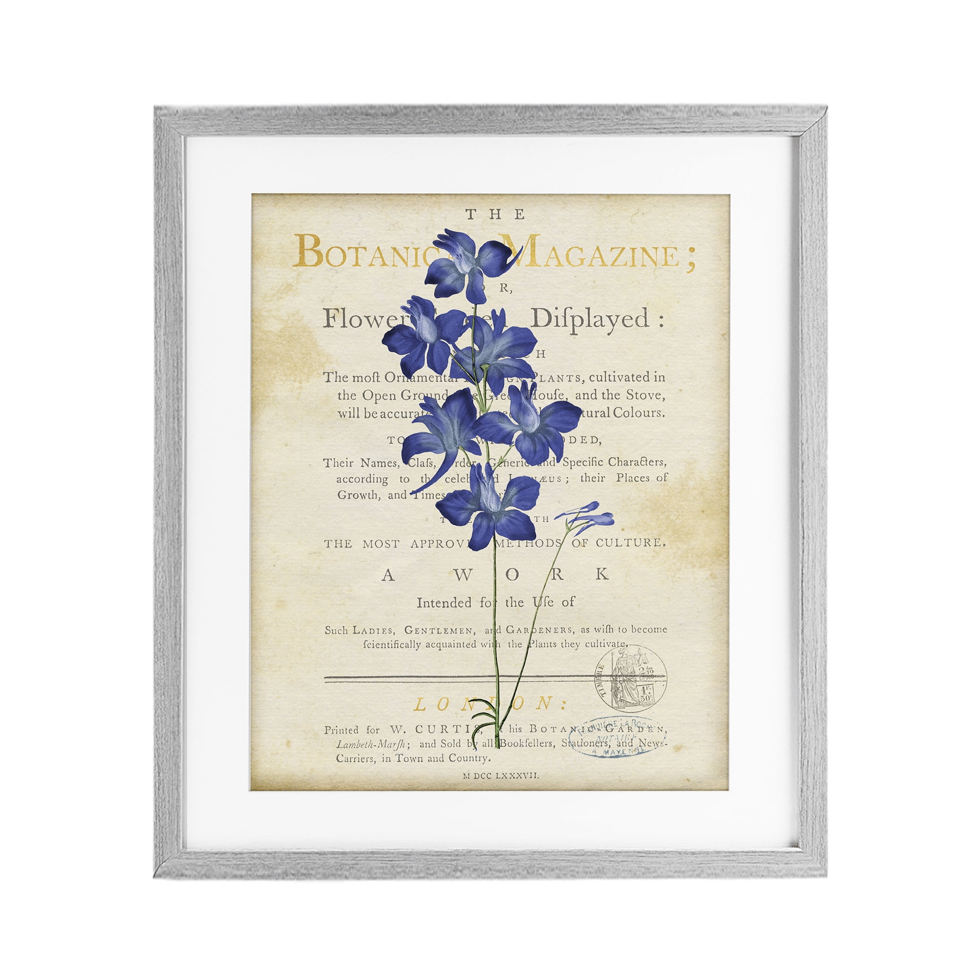 Stupell Industries Natural Botanic Garden Flower Gray Framed Print Under Glass, design by Susan Arnot