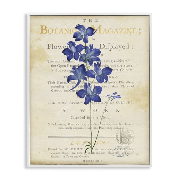 Stupell Industries Natural Botanic Garden Flower White Framed Giclee Art, design by Susan Arnot