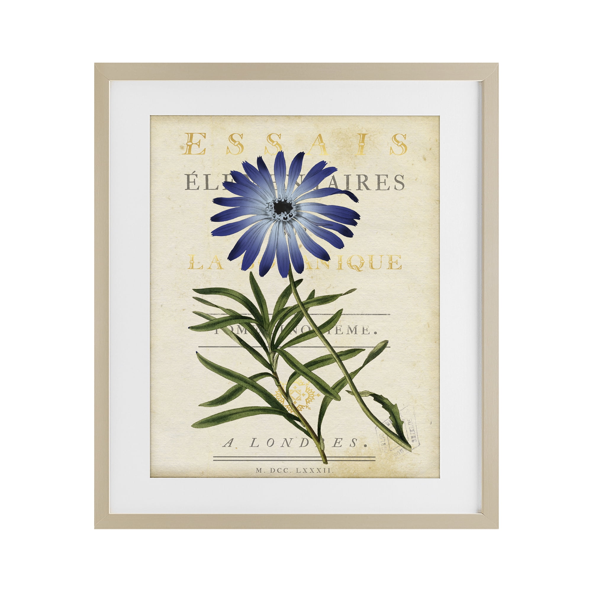 Stupell Industries Natural Botany Daisy Birch Framed Print Under Glass, design by Susan Arnot