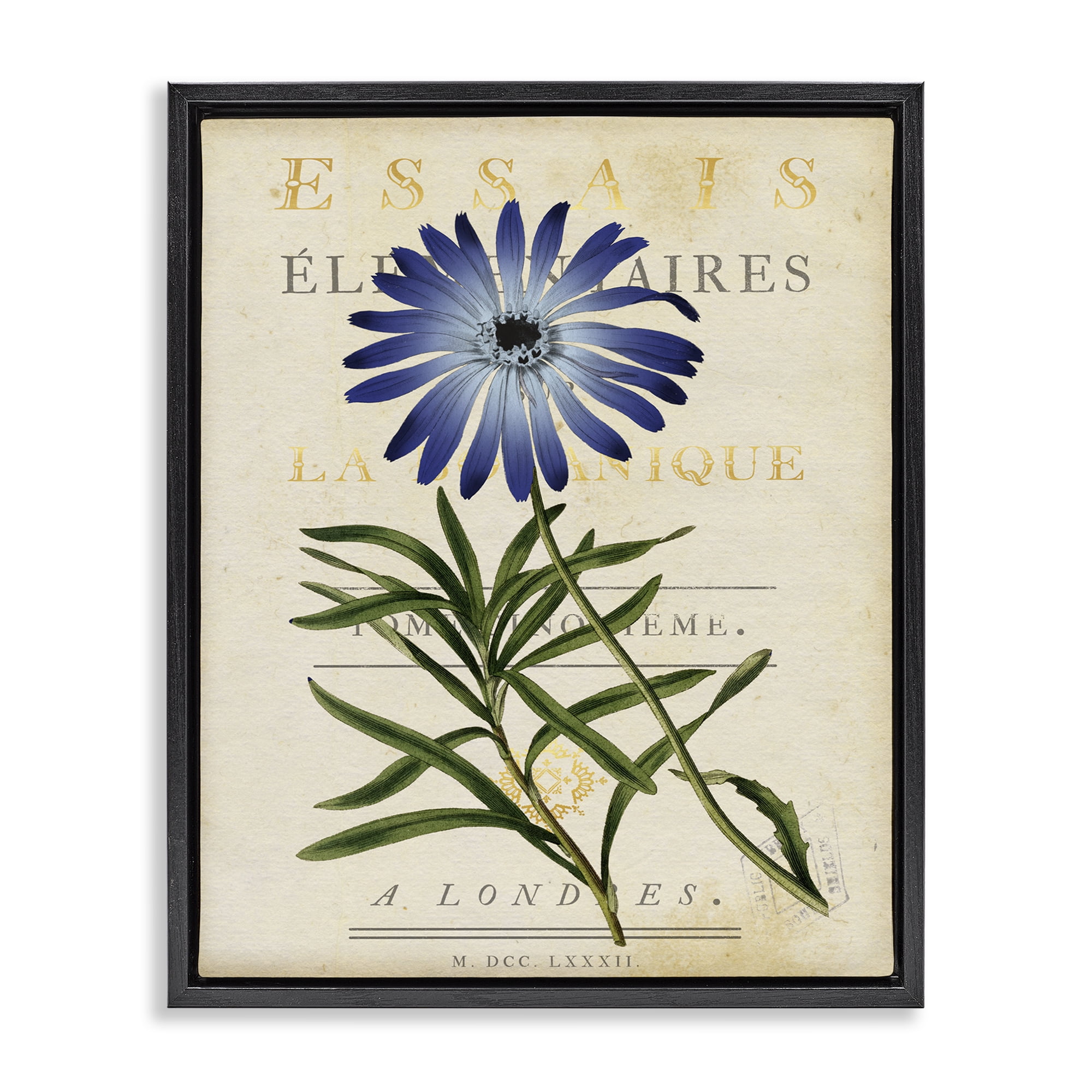 Stupell Industries Natural Botany Daisy Black Framed Floater Canvas Wall Art, design by Susan Arnot