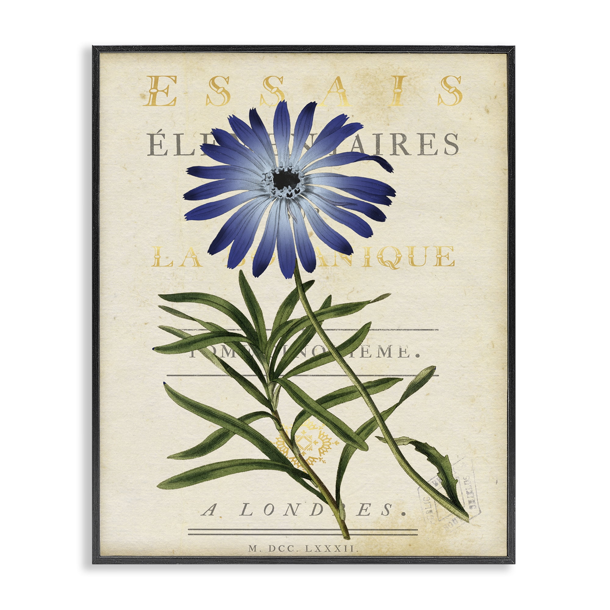 Stupell Industries Natural Botany Daisy Black Framed Giclee Art, design by Susan Arnot