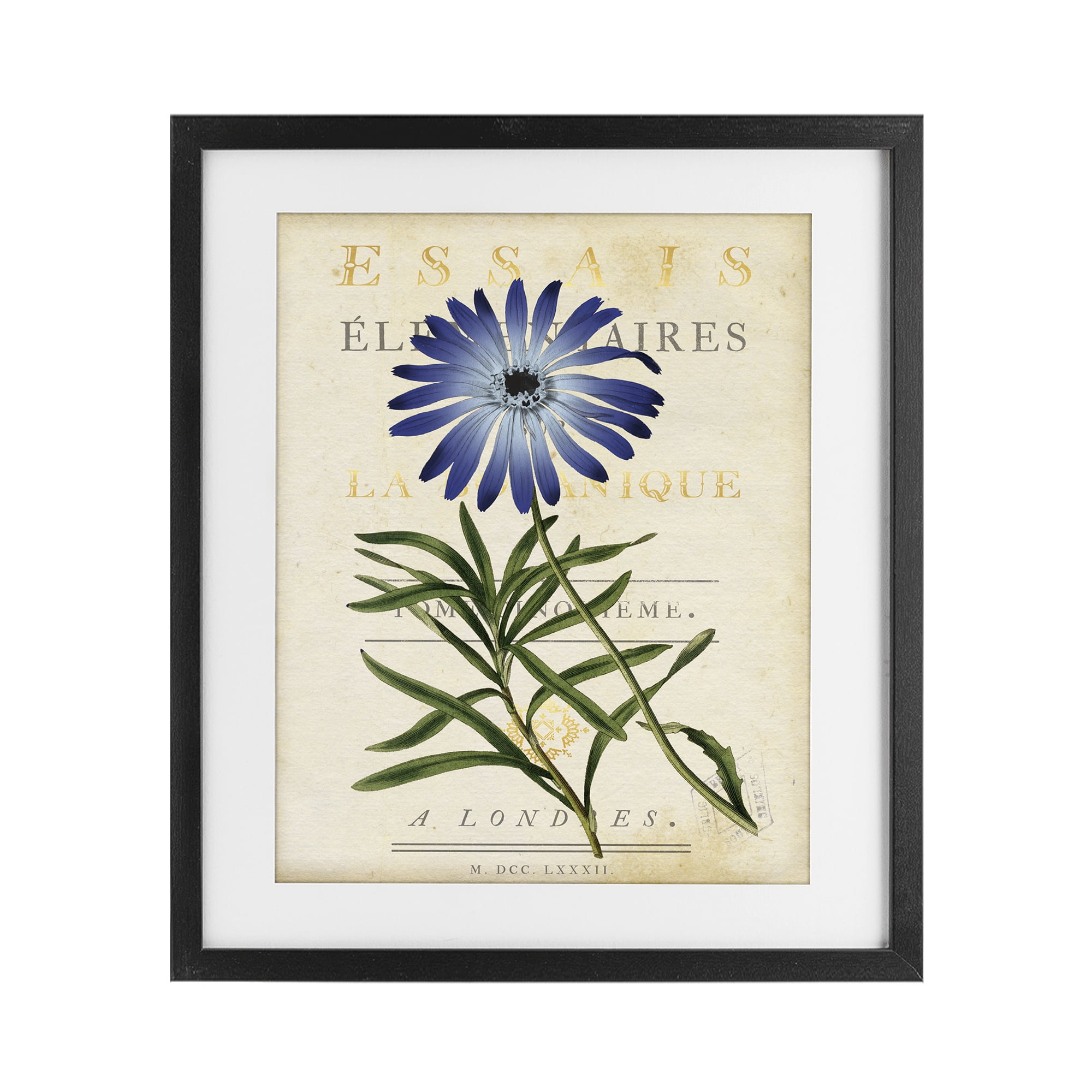 Stupell Industries Natural Botany Daisy Black Framed Print Under Glass, design by Susan Arnot