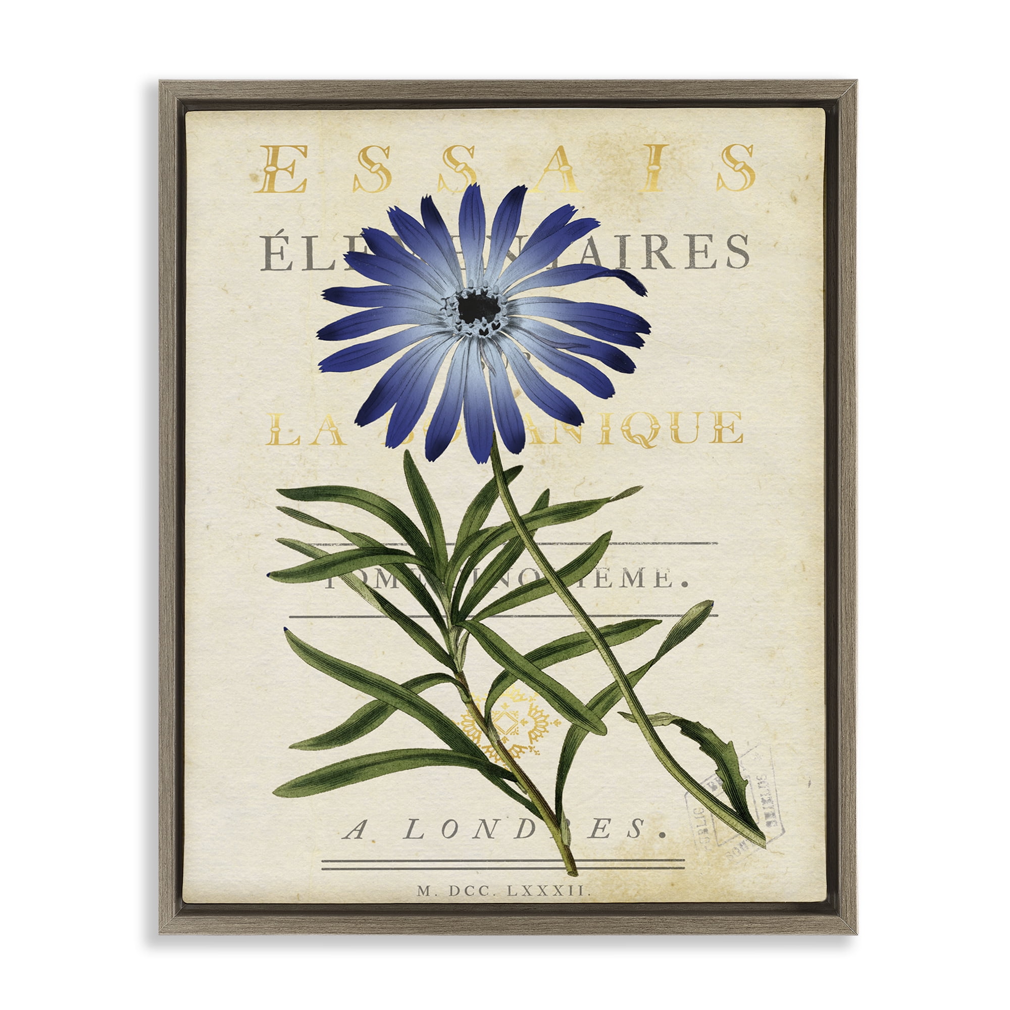 Stupell Industries Natural Botany Daisy Brown Framed Floater Canvas Wall Art, design by Susan Arnot