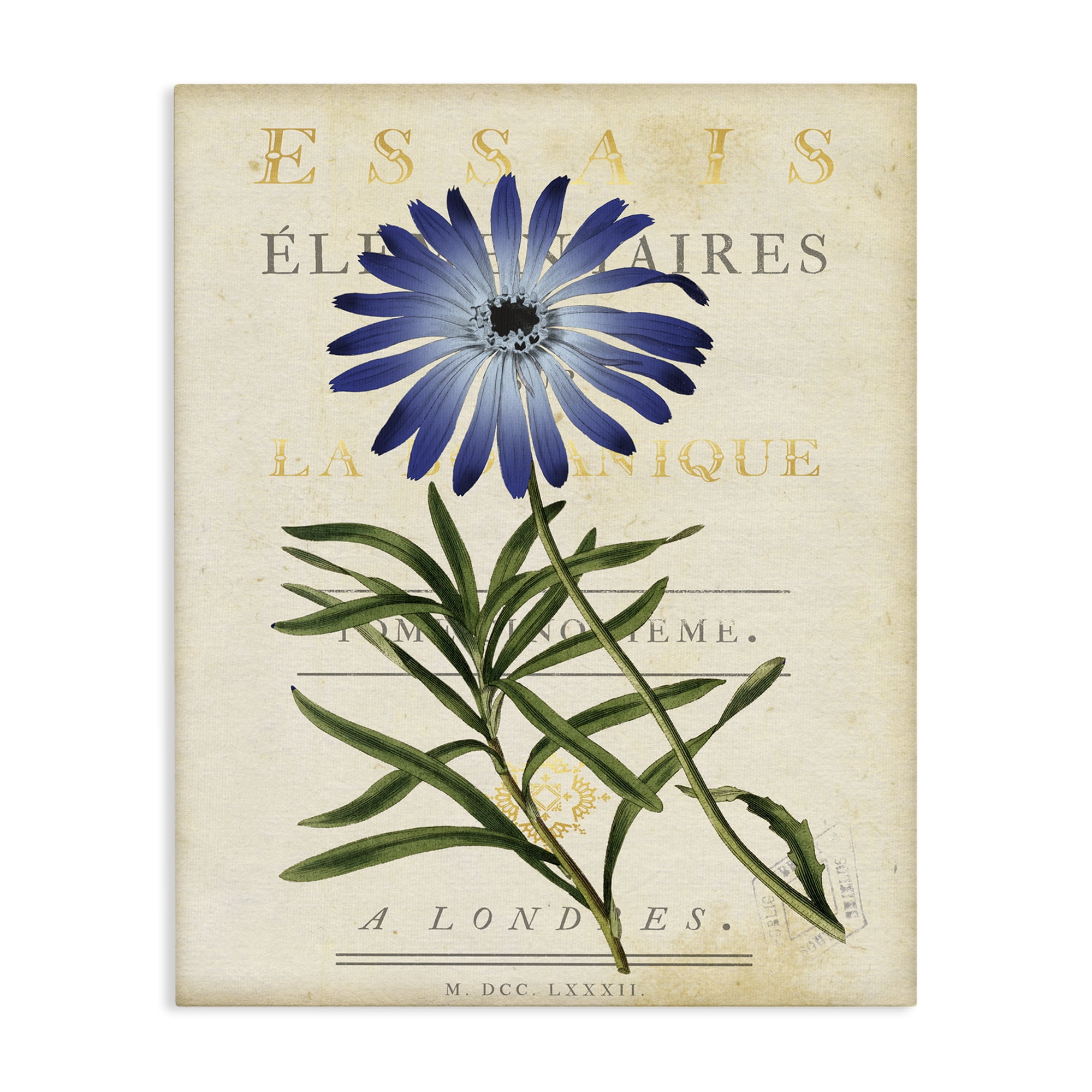 Stupell Industries Natural Botany Daisy Canvas Wall Art, design by Susan Arnot