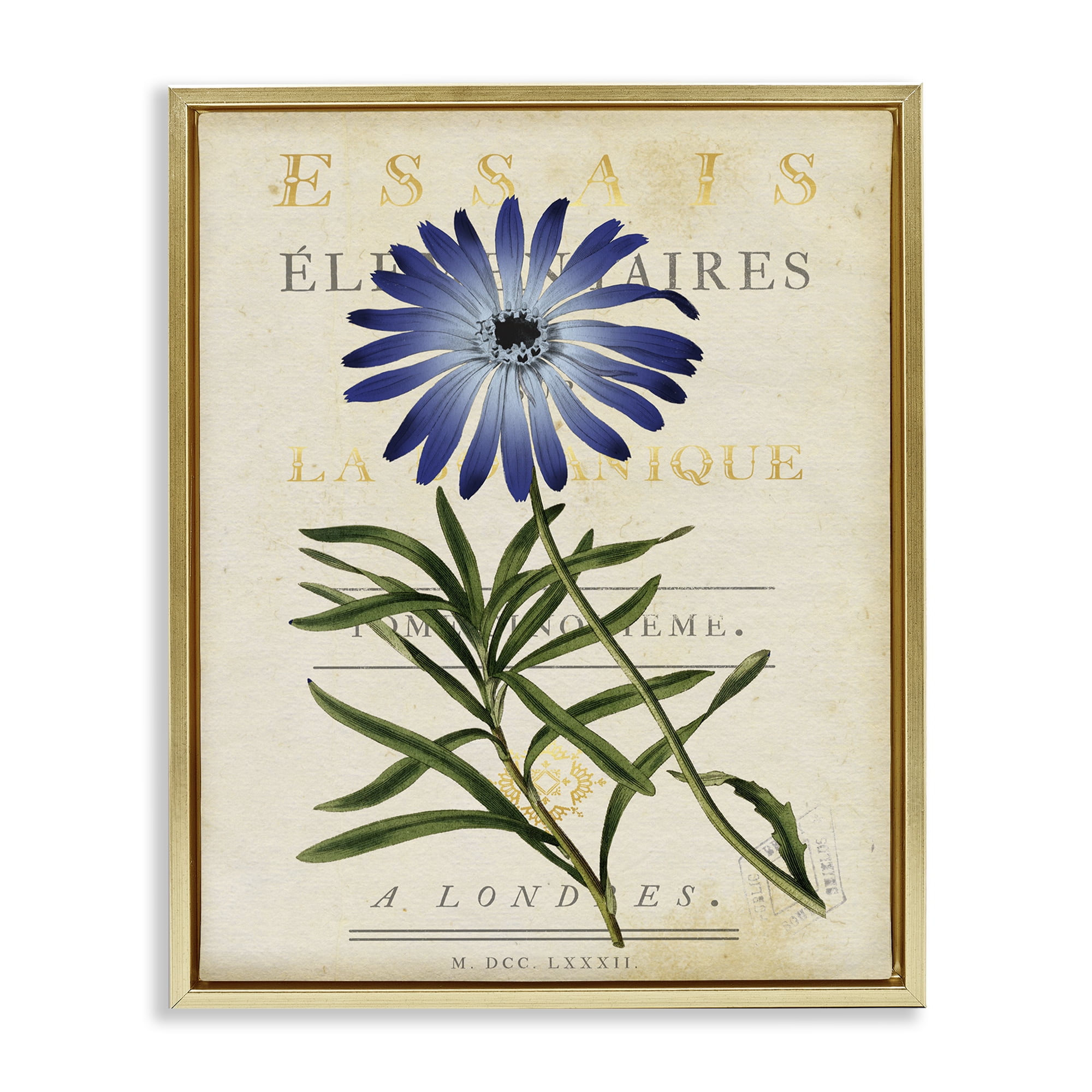Stupell Industries Natural Botany Daisy Gold Framed Floater Canvas Wall Art, design by Susan Arnot