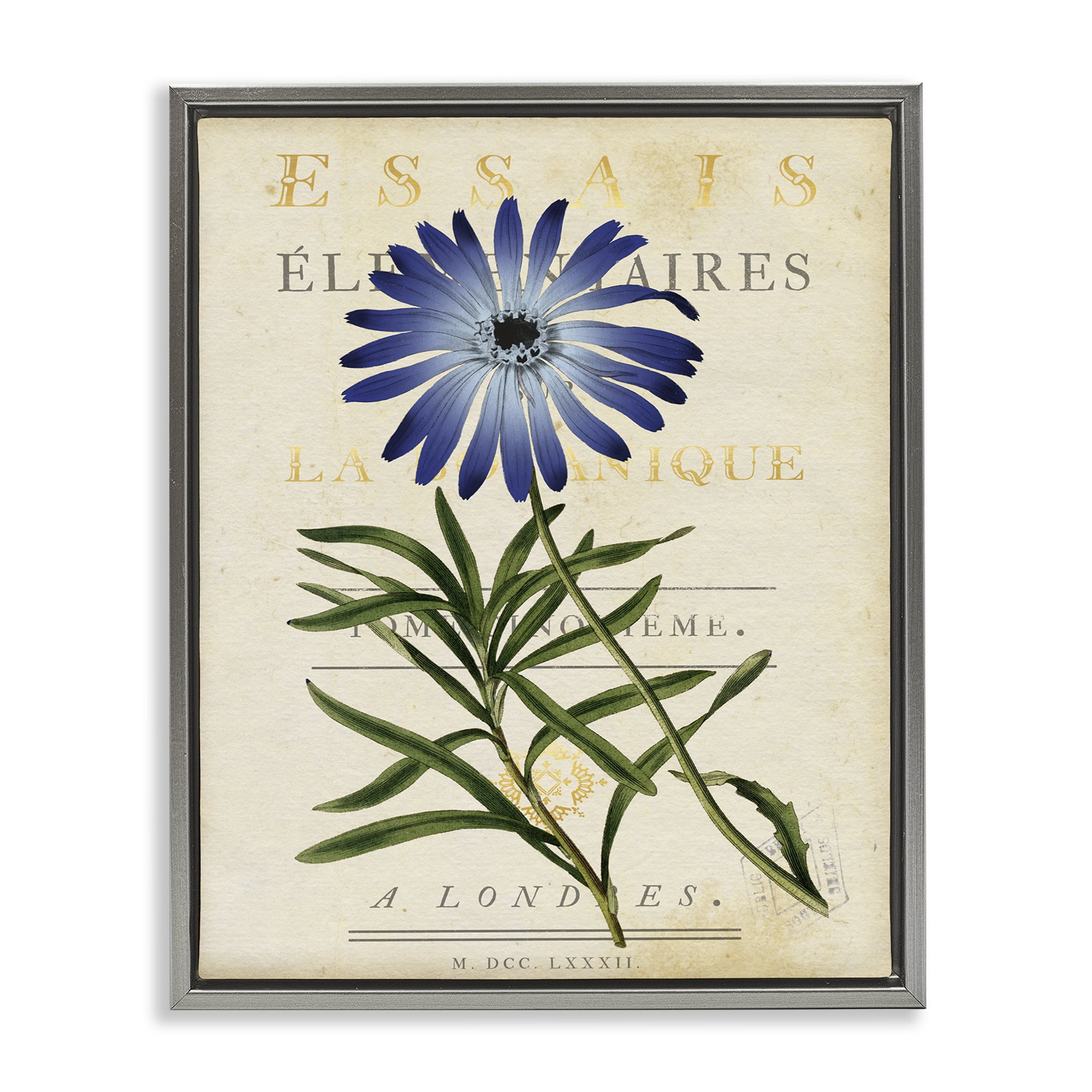 Stupell Industries Natural Botany Daisy Gray Framed Floater Canvas Wall Art, design by Susan Arnot
