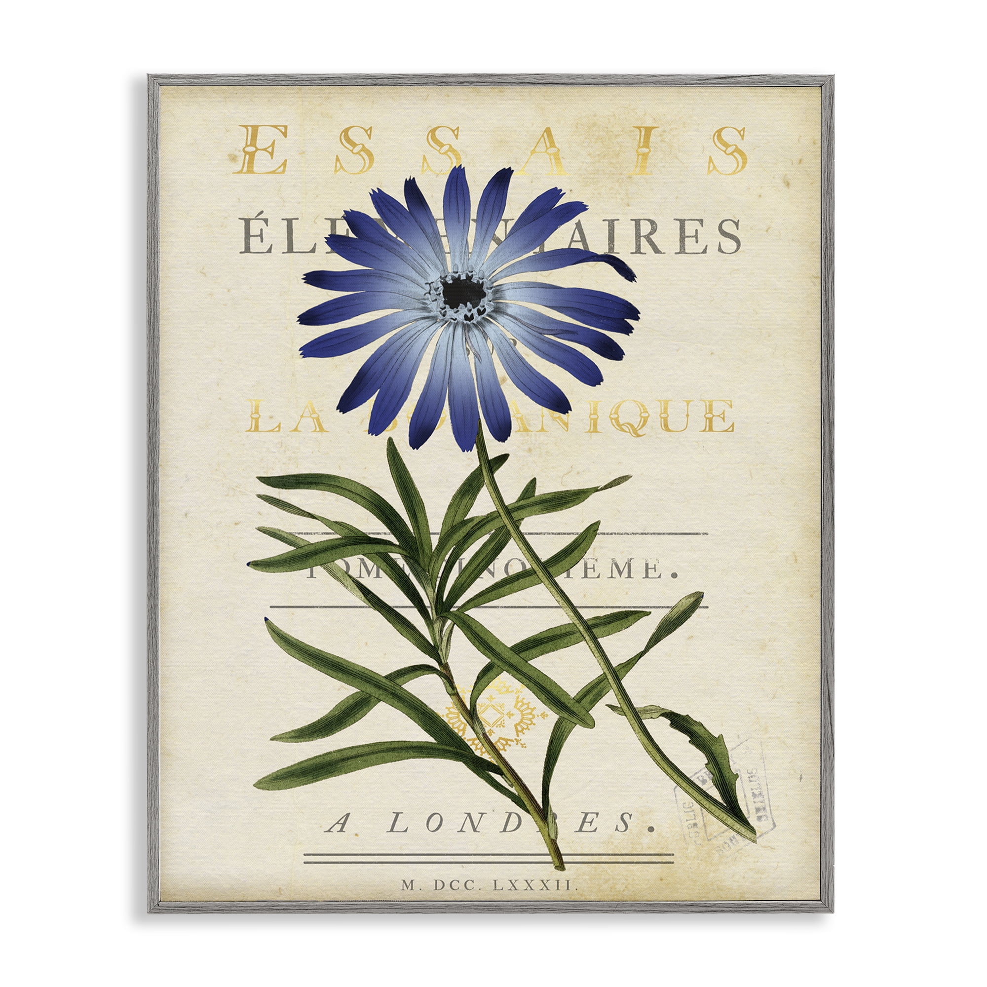 Stupell Industries Natural Botany Daisy Gray Framed Giclee Art, design by Susan Arnot